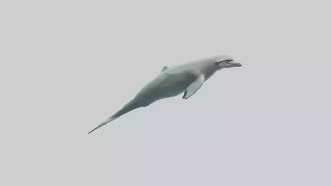 Dolphin leaping model