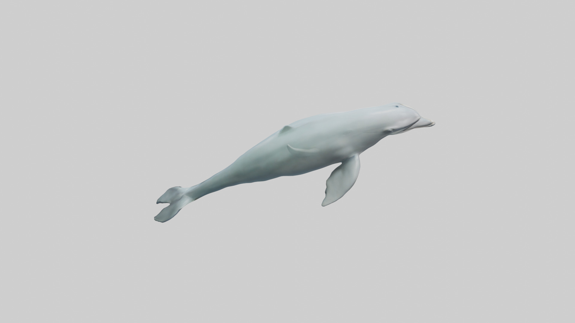 Dolphin leaping model Low-poly 3D model_25