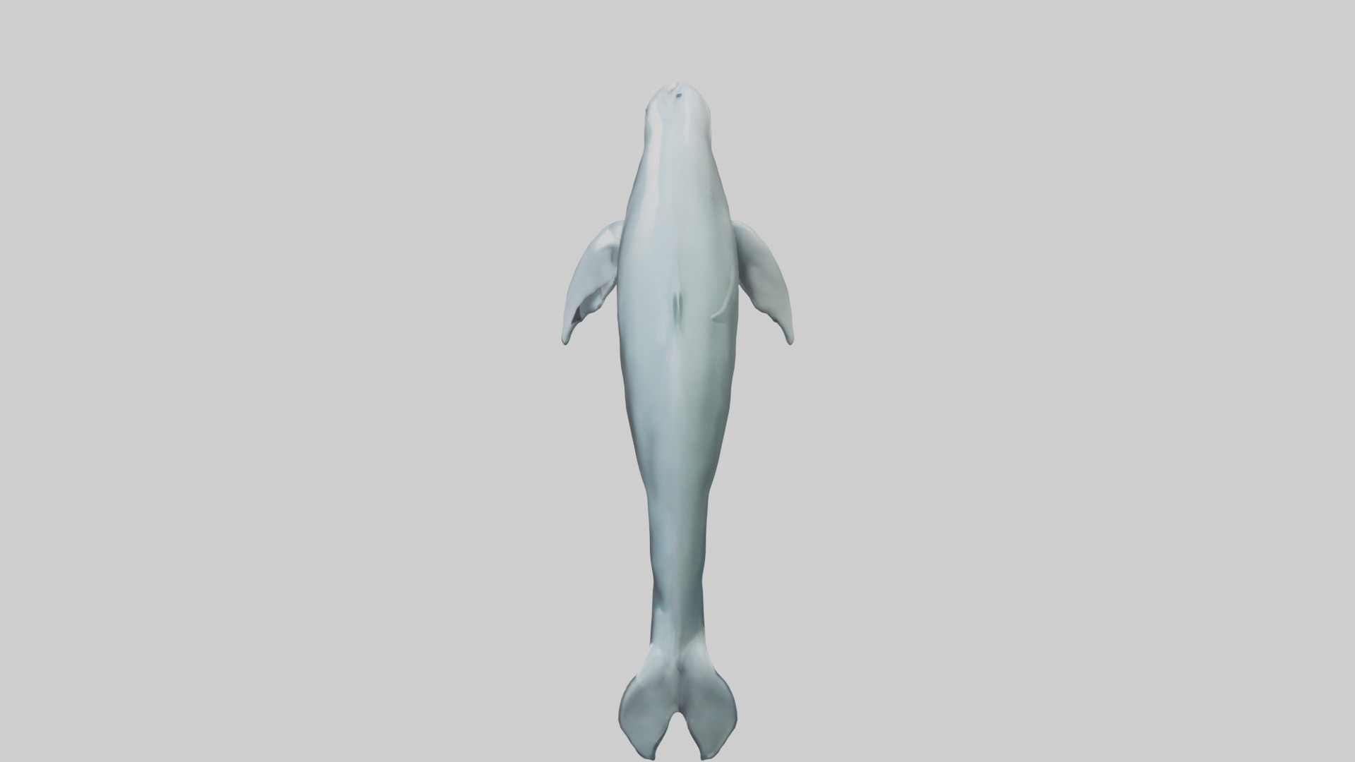 Dolphin leaping model Low-poly 3D model_27