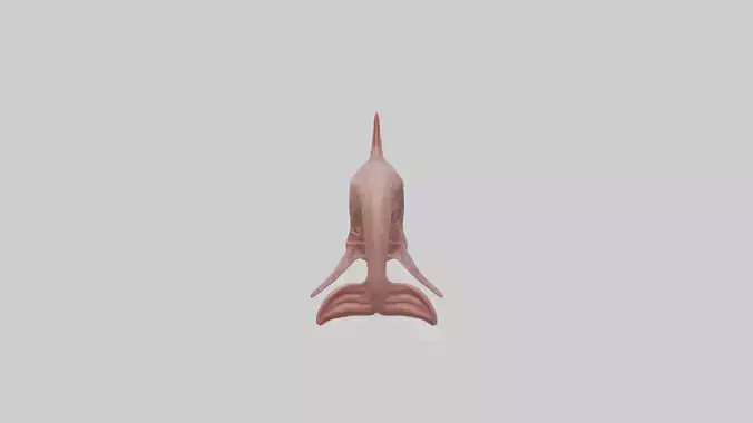 Dolphin Small Intestine