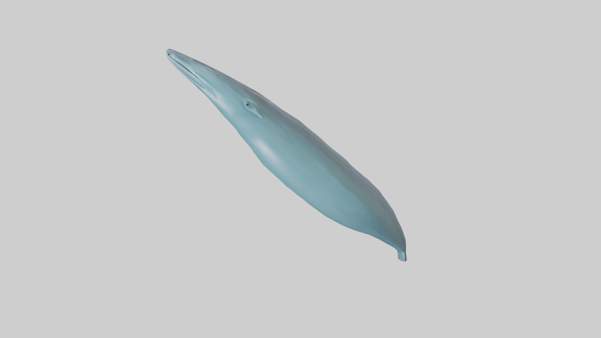 Dolphin Tail Model Low-poly 3D model_26