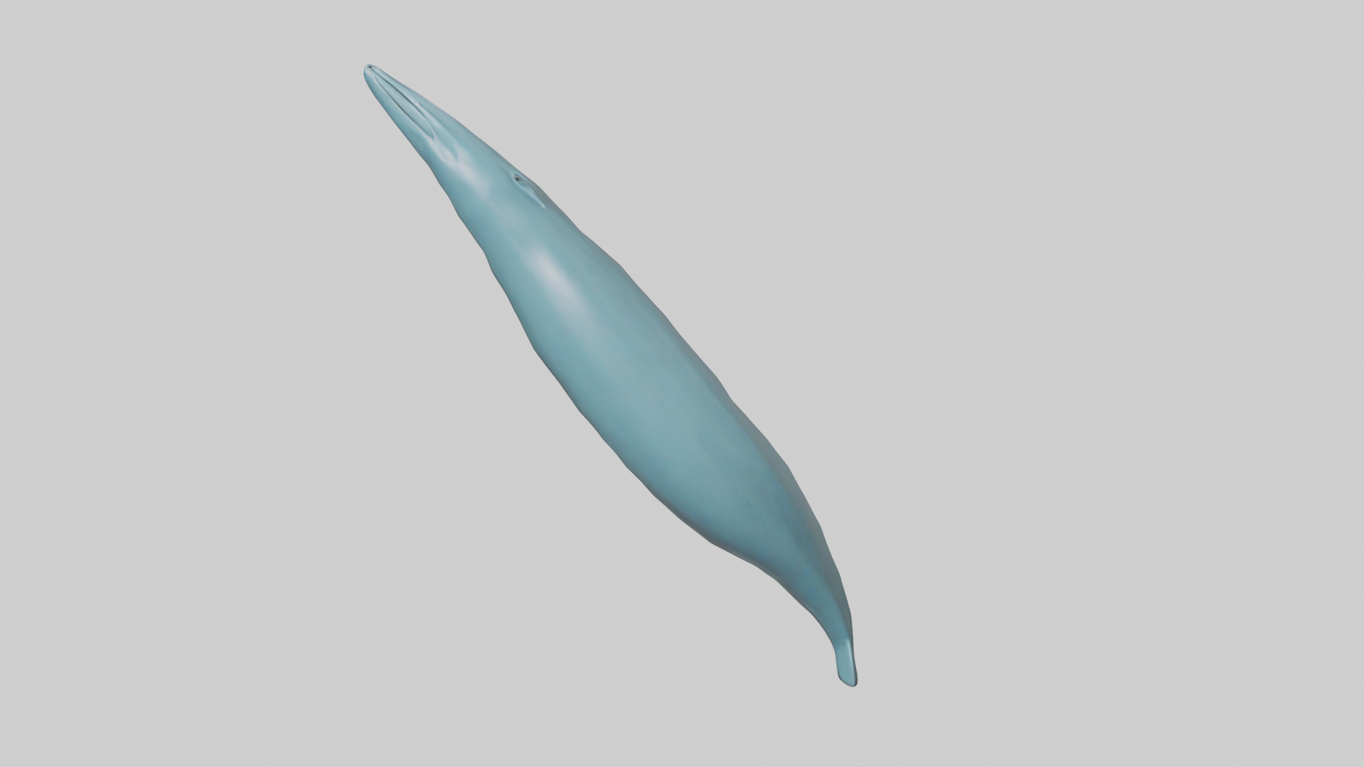 Dolphin Tail Model Low-poly 3D model_18
