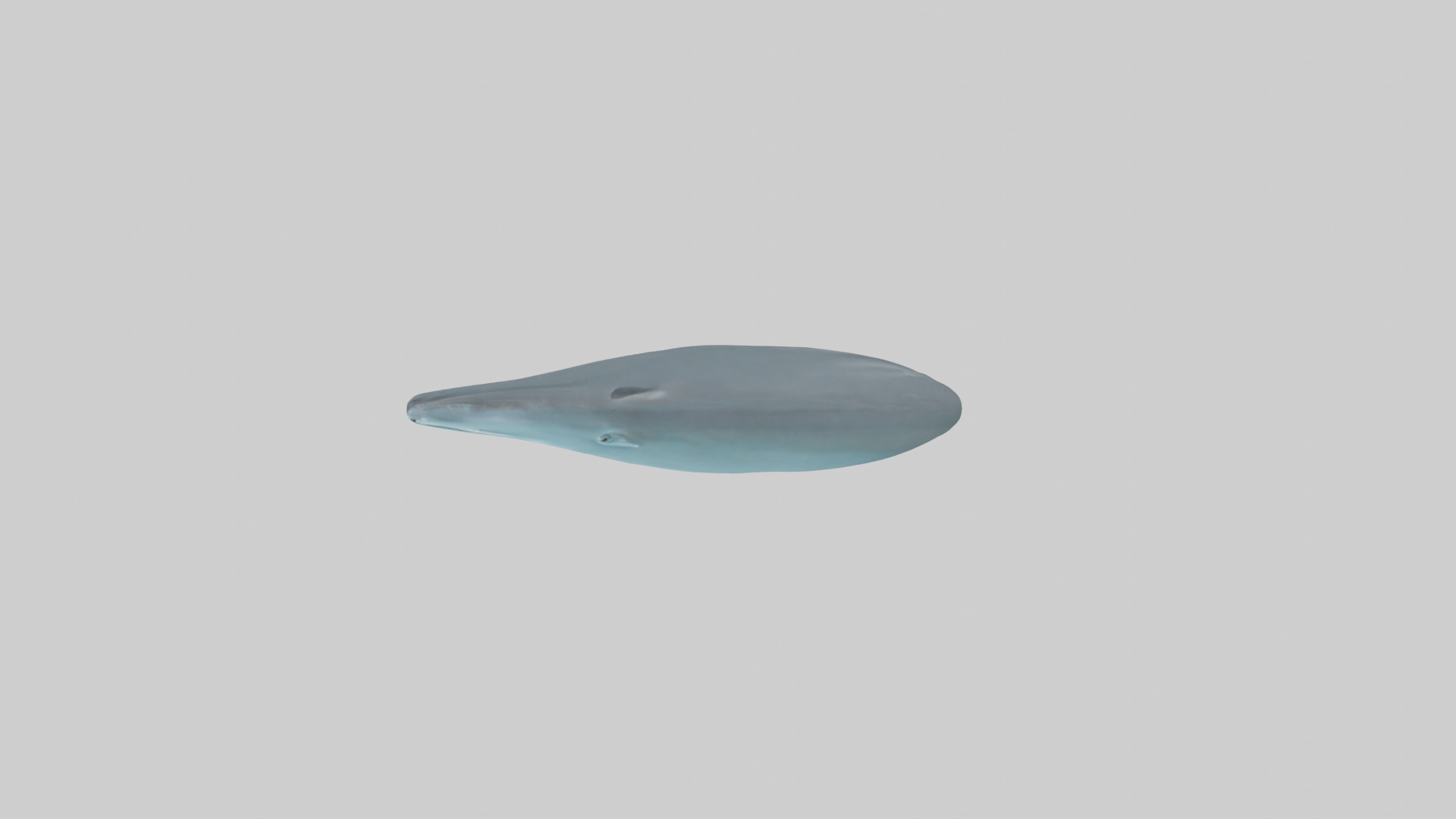 Dolphin Tail Model Low-poly 3D model_24