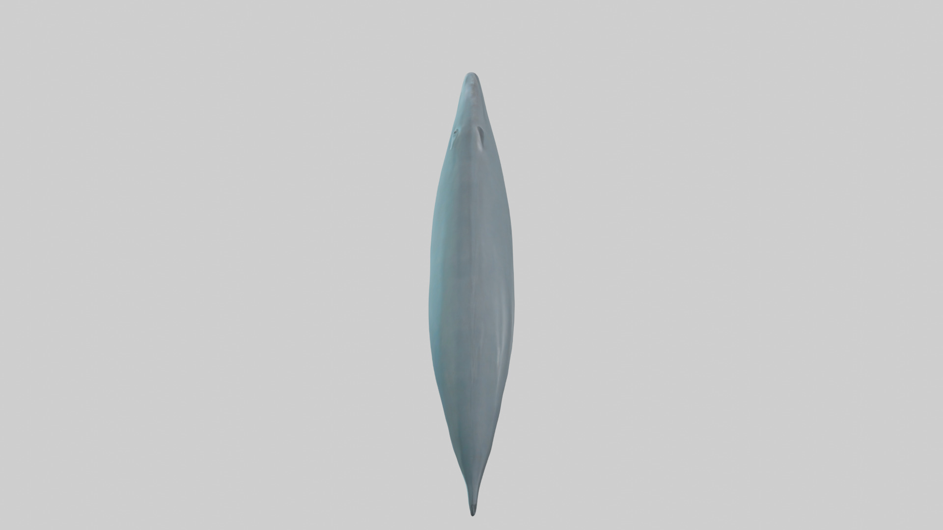 Dolphin Tail Model Low-poly 3D model_22