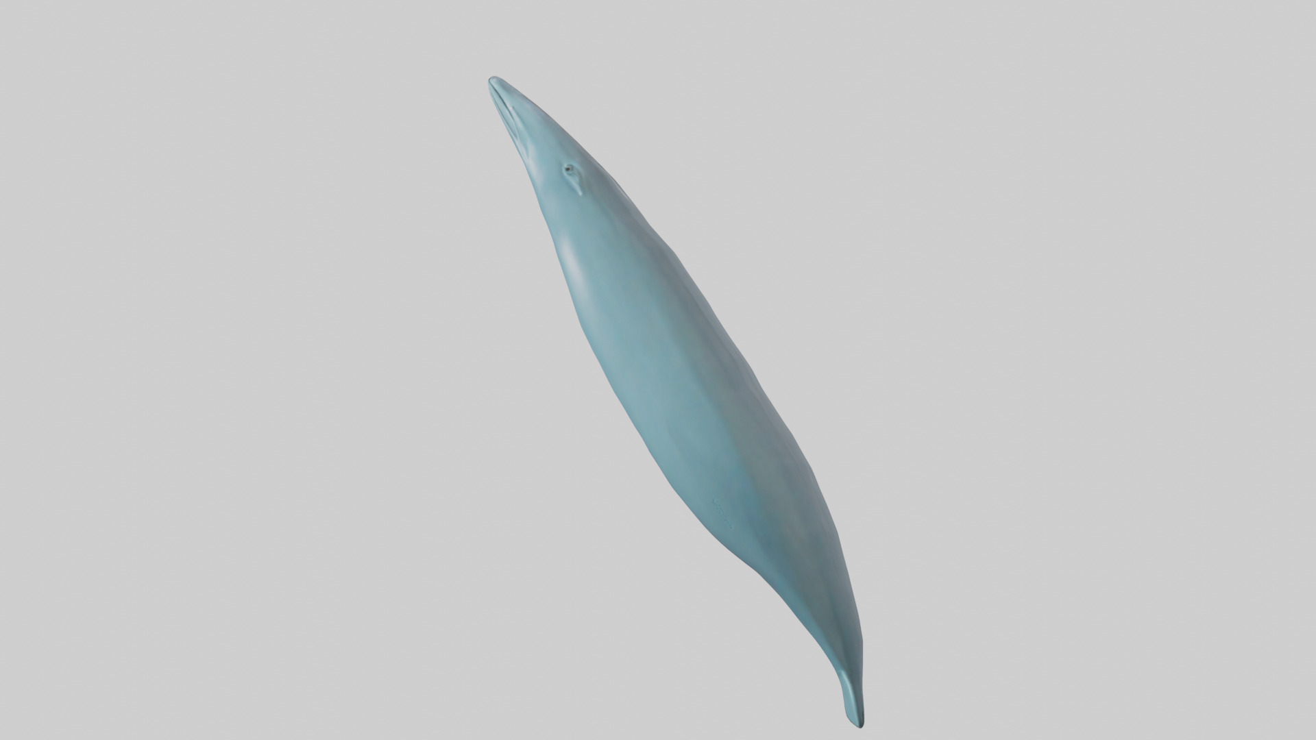 Dolphin Tail Model Low-poly 3D model_8
