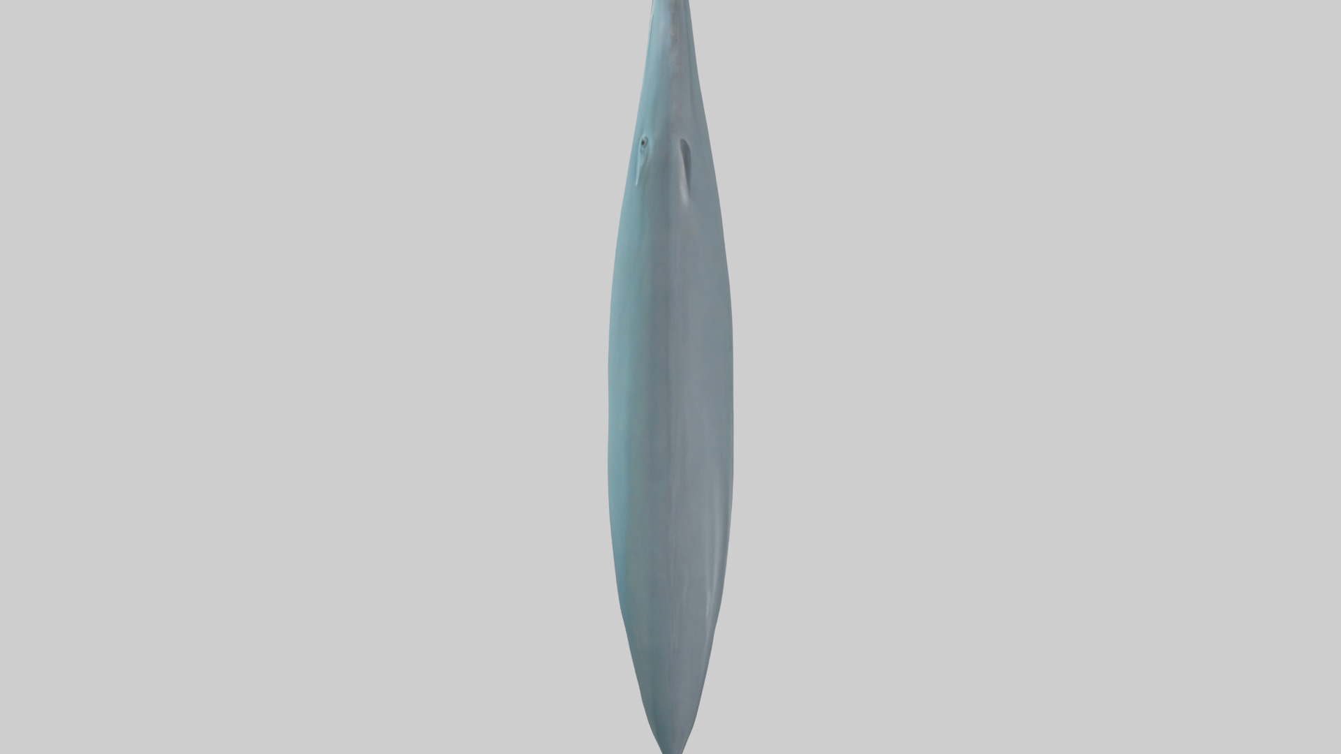 Dolphin Tail Model Low-poly 3D model_27