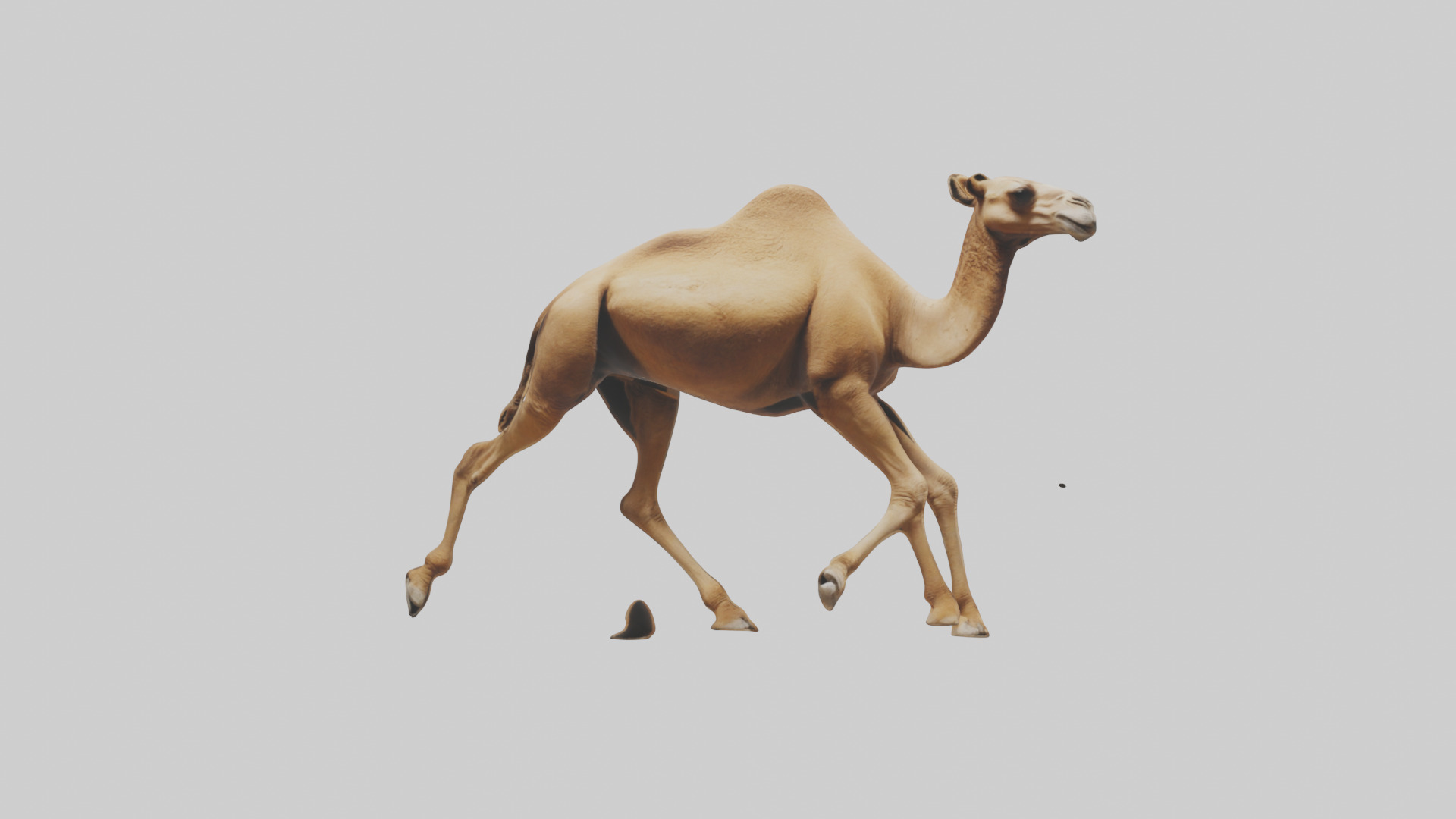 Dromedary Camel walking model Low-poly 3D model_19