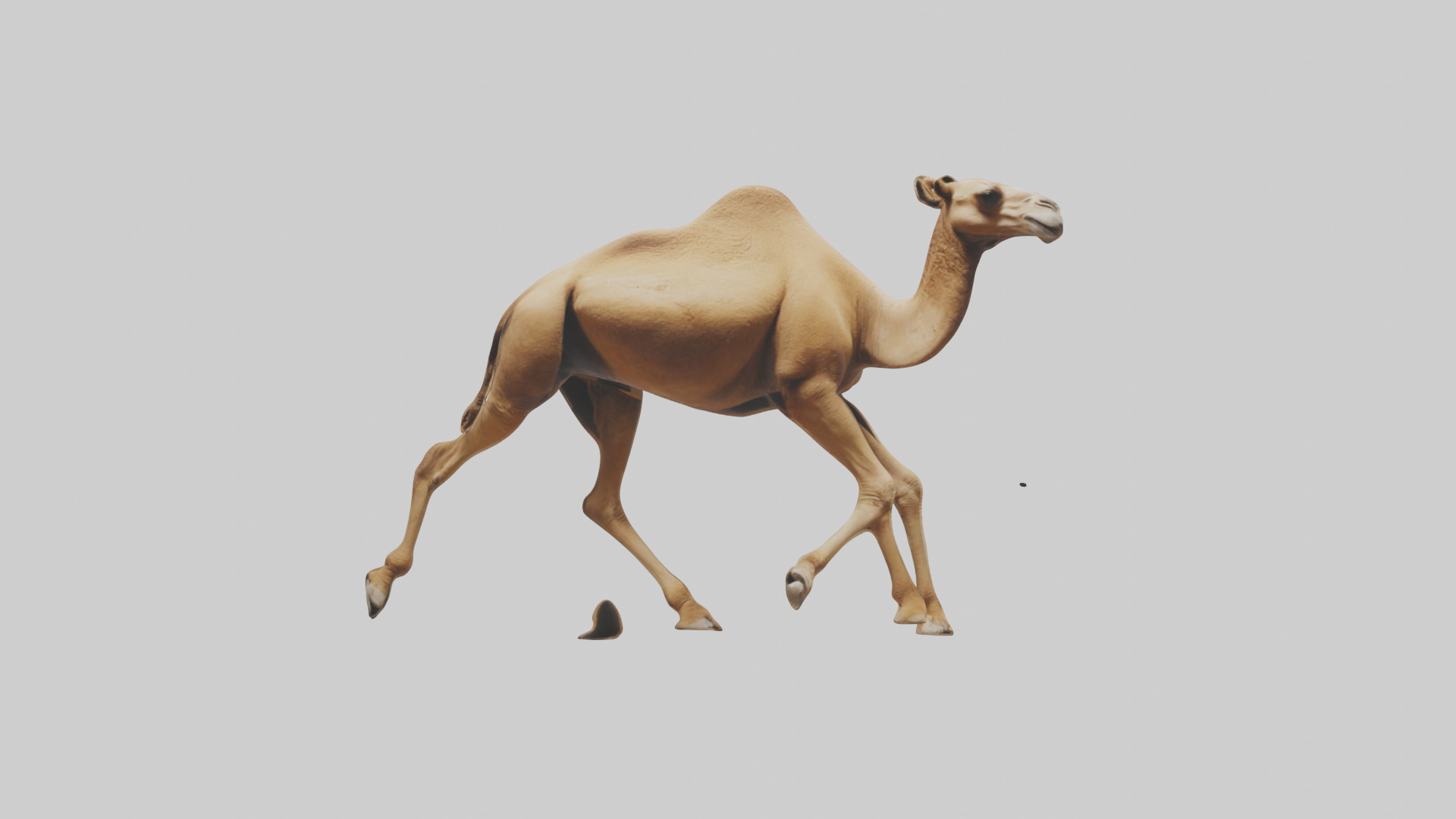 Dromedary Camel walking model Low-poly 3D model_17