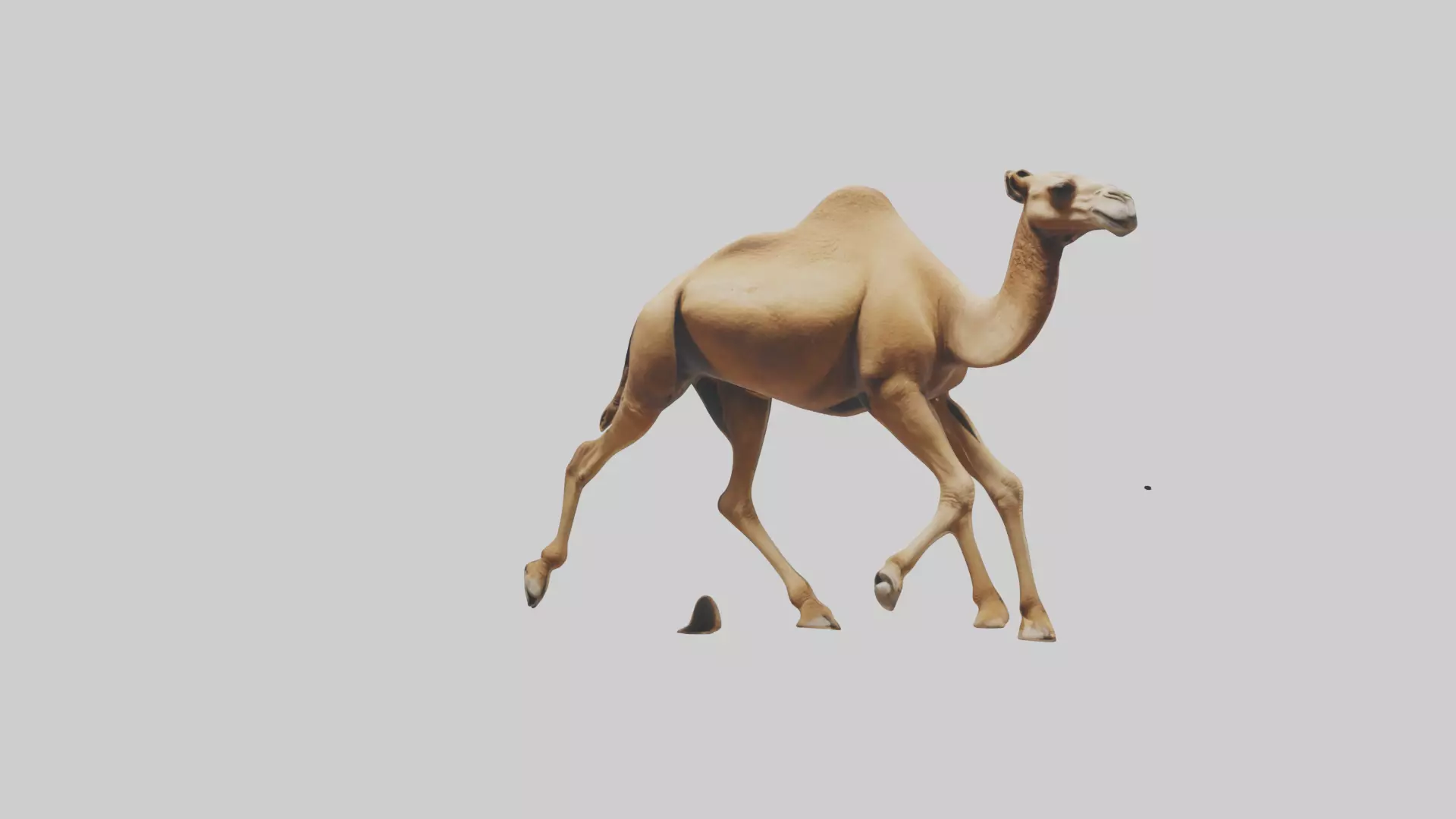 Dromedary Camel walking model Low-poly 3D model_0
