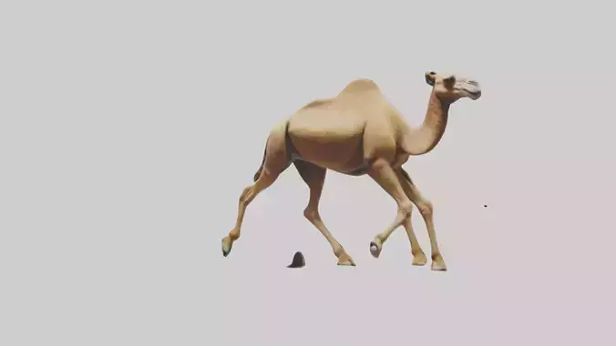 Dromedary Camel walking model