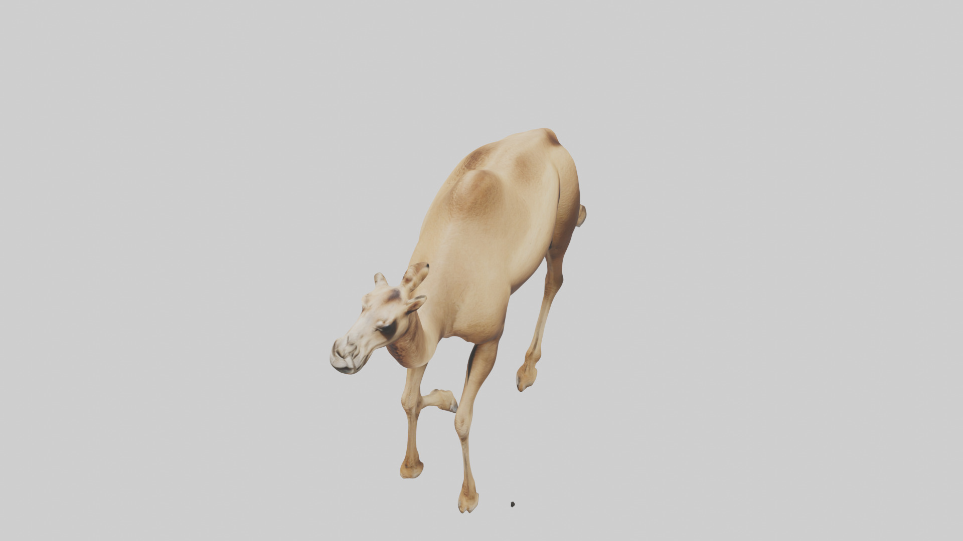 Dromedary Camel walking model Low-poly 3D model_27