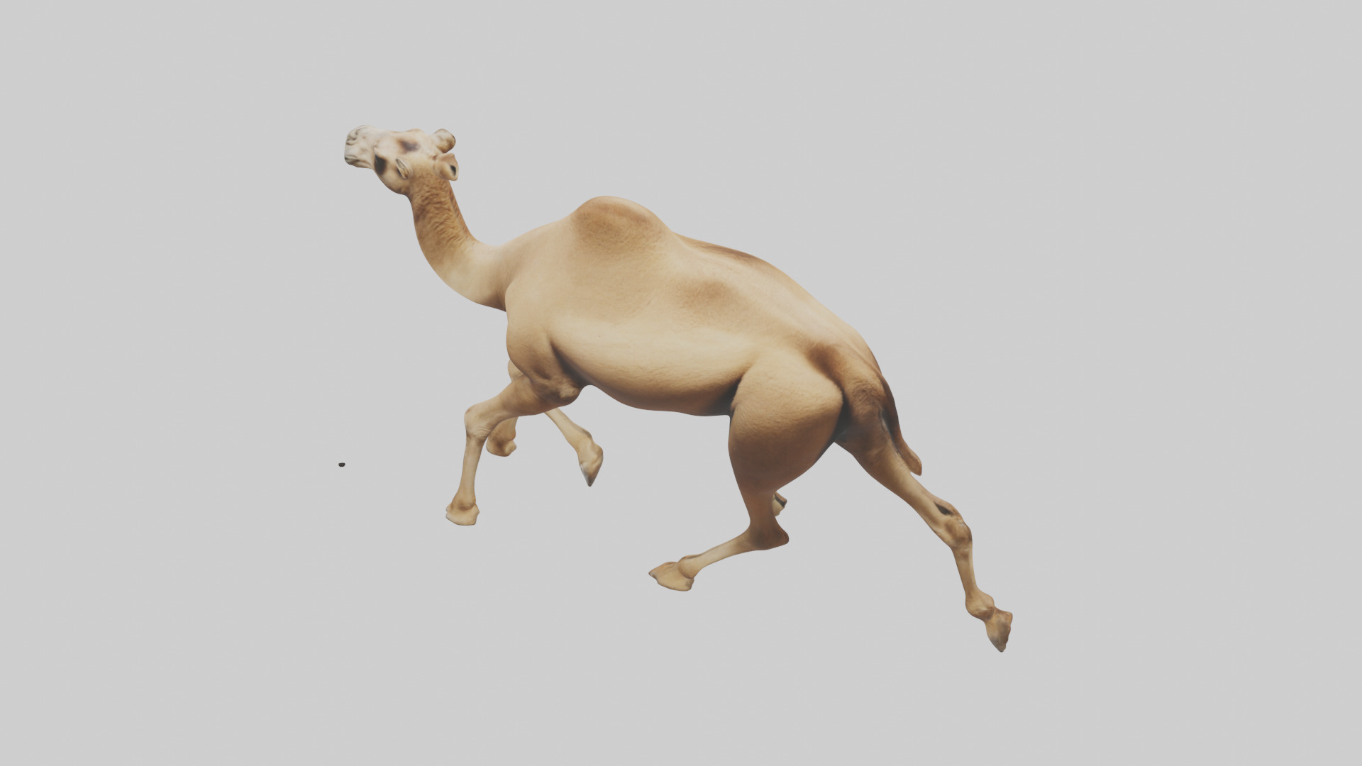 Dromedary Camel walking model Low-poly 3D model_25
