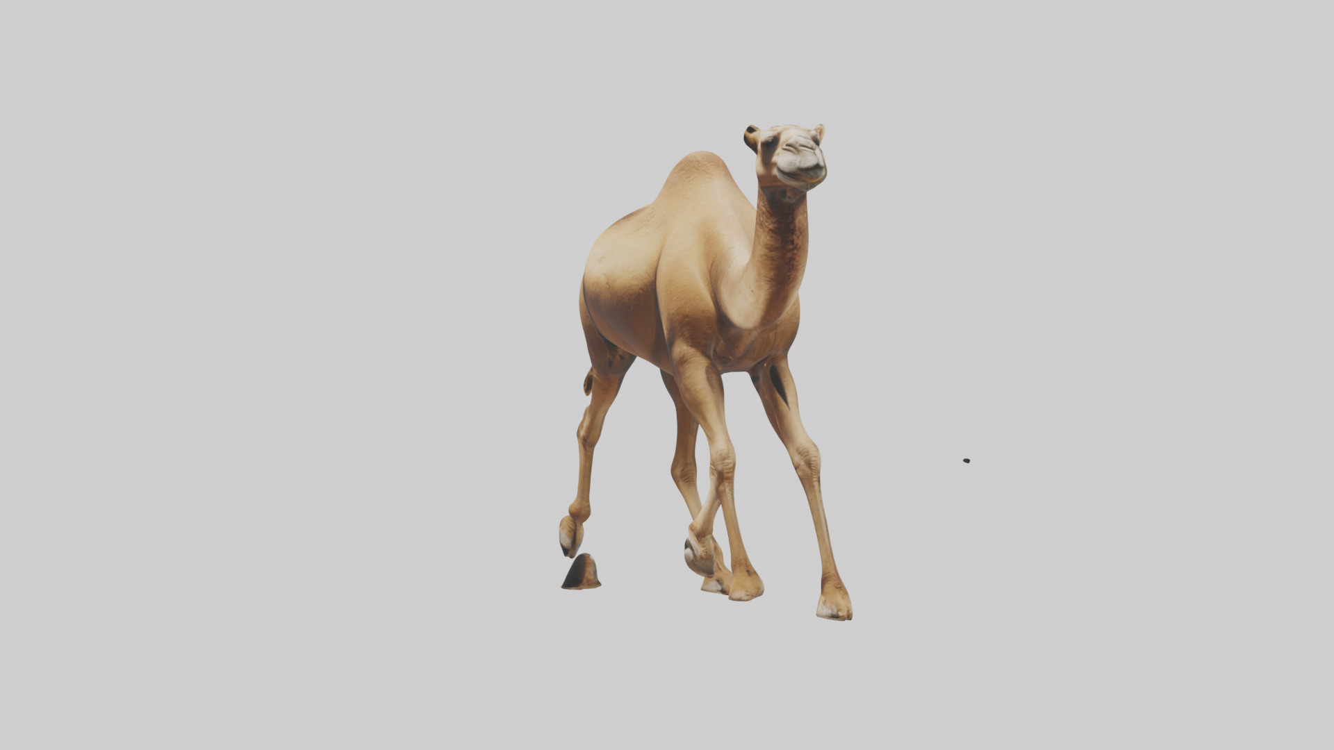 Dromedary Camel walking model Low-poly 3D model_11