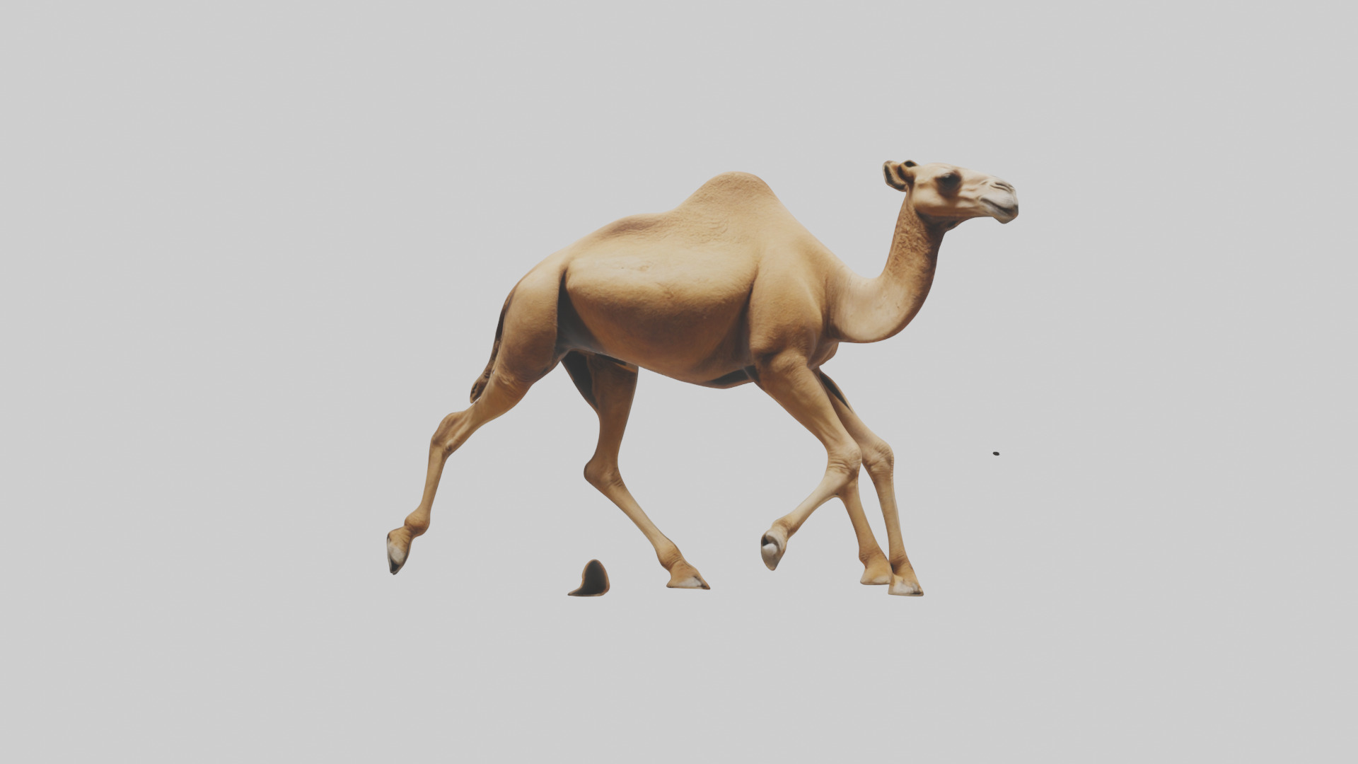 Dromedary Camel walking model Low-poly 3D model_12