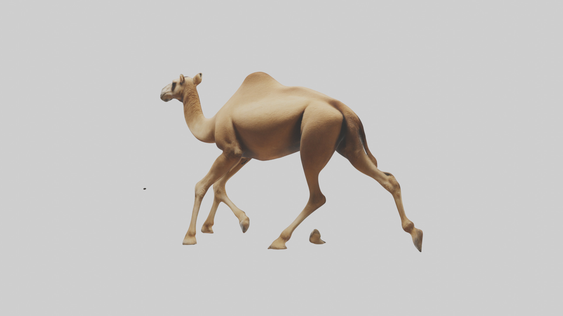 Dromedary Camel walking model Low-poly 3D model_2