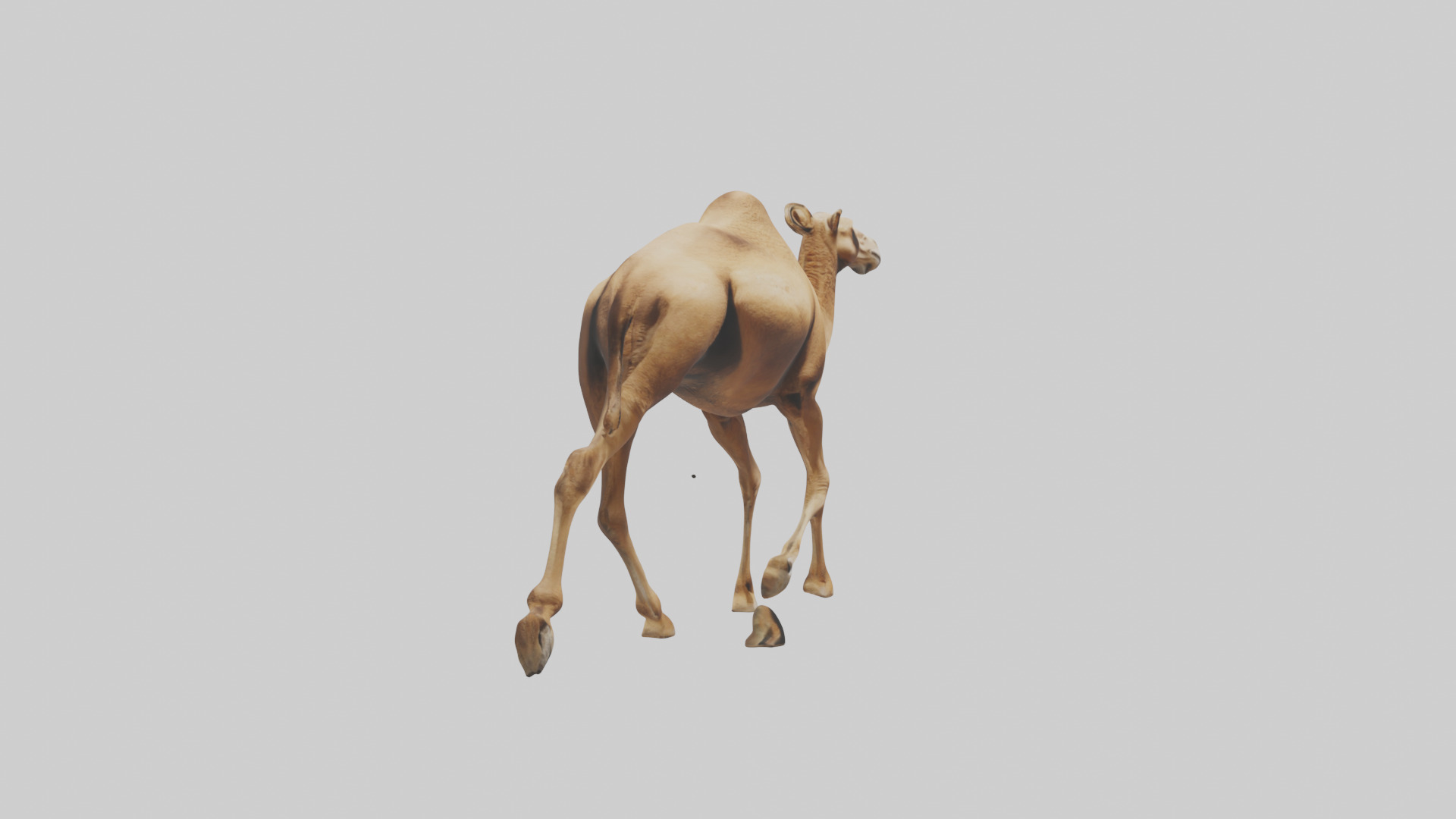 Dromedary Camel walking model Low-poly 3D model_23