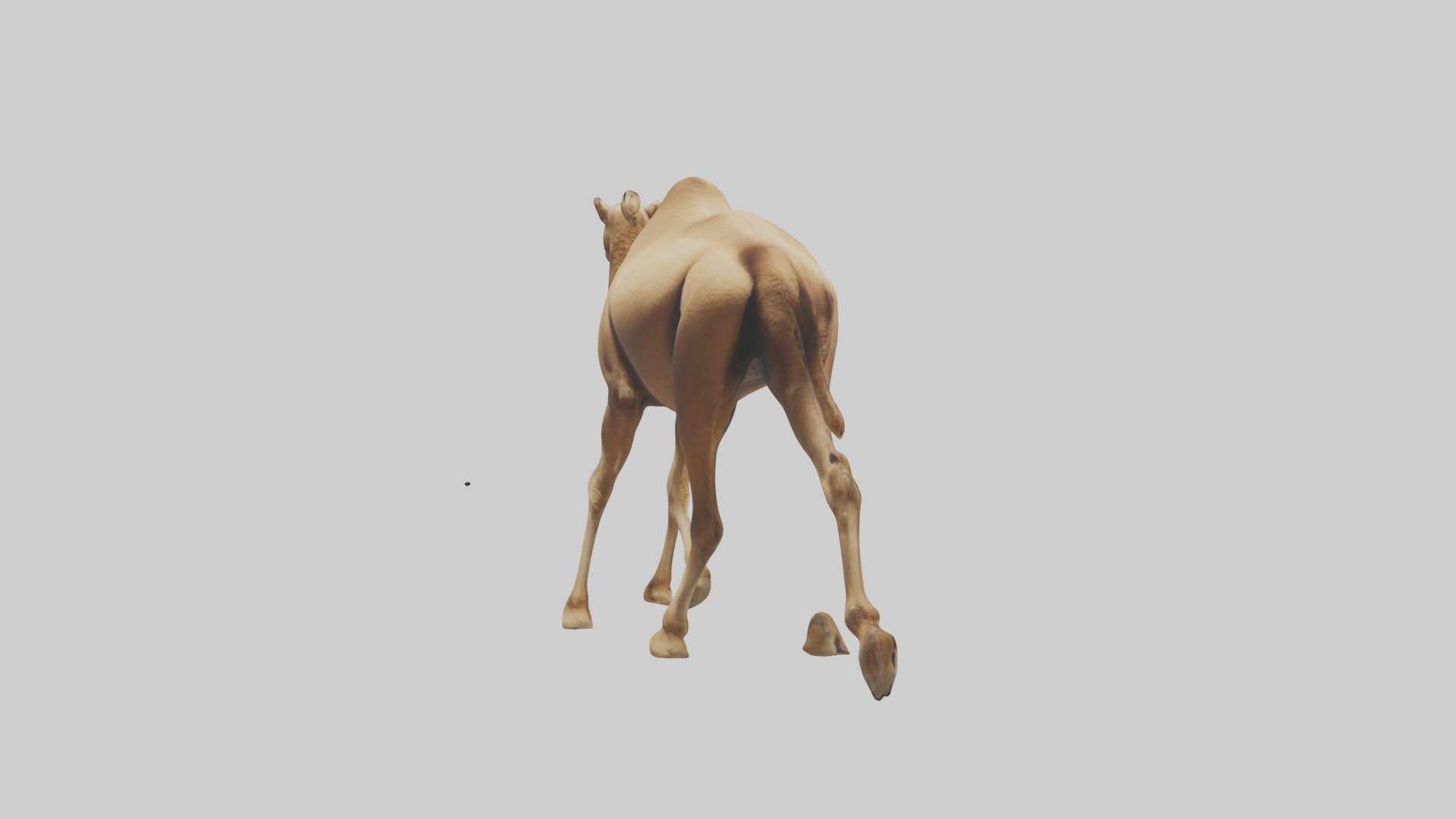 Dromedary Camel walking model Low-poly 3D model_4