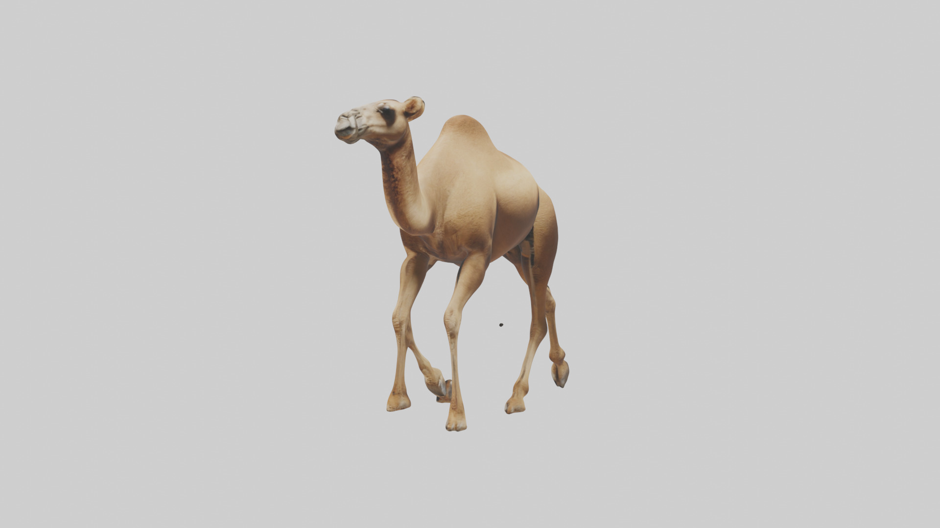 Dromedary Camel walking model Low-poly 3D model_22