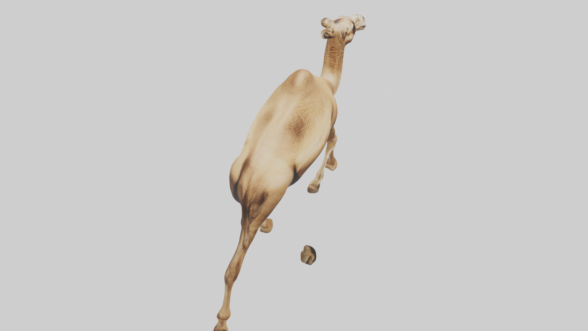Dromedary Camel walking model Low-poly 3D model_28