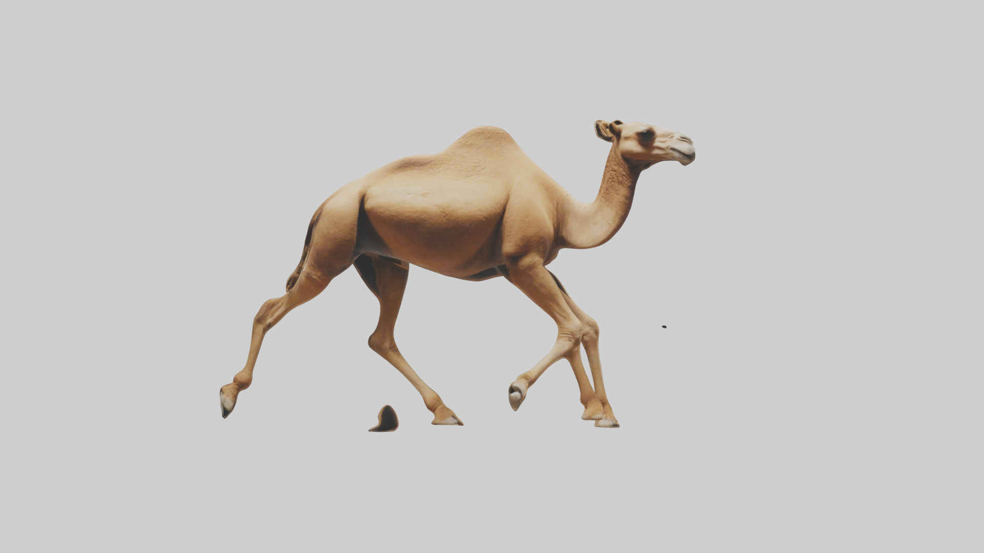 Dromedary Camel walking model Low-poly 3D model_20
