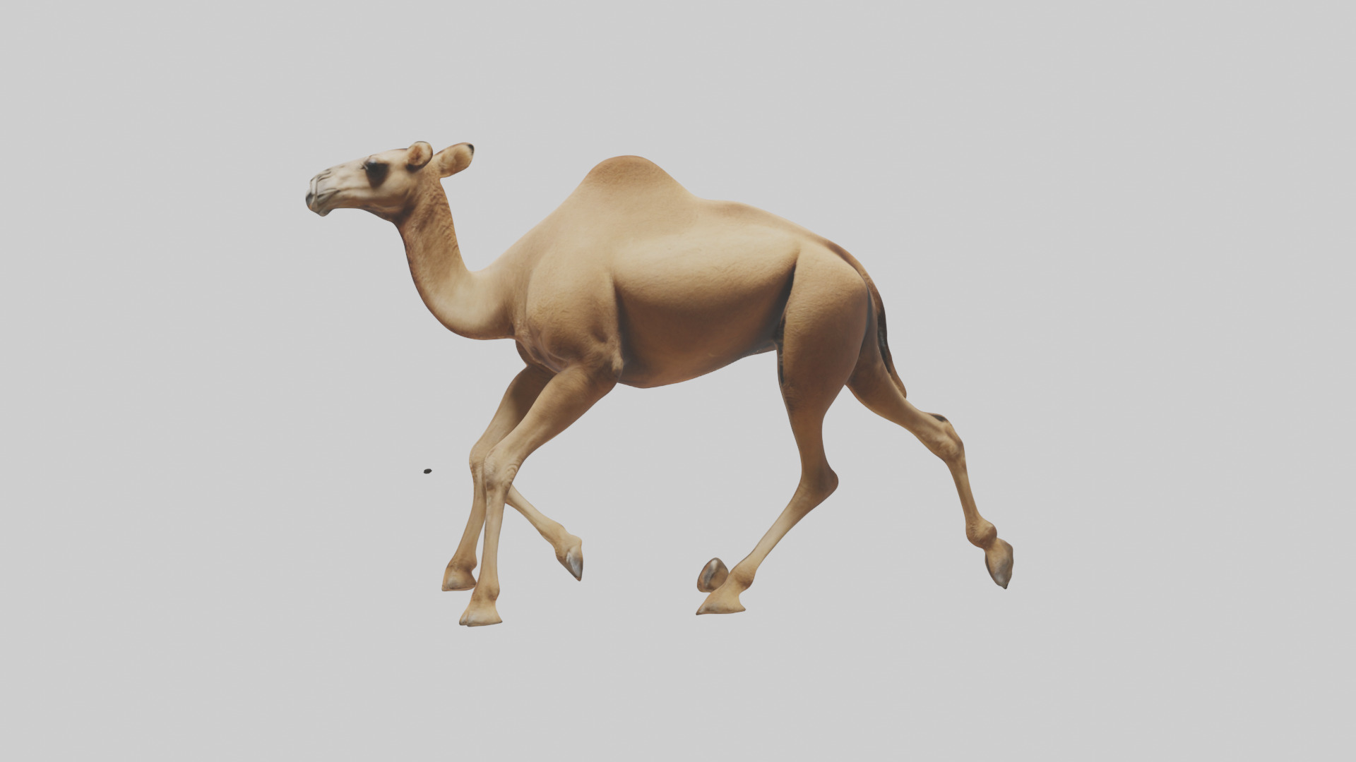 Dromedary Camel walking model Low-poly 3D model_3