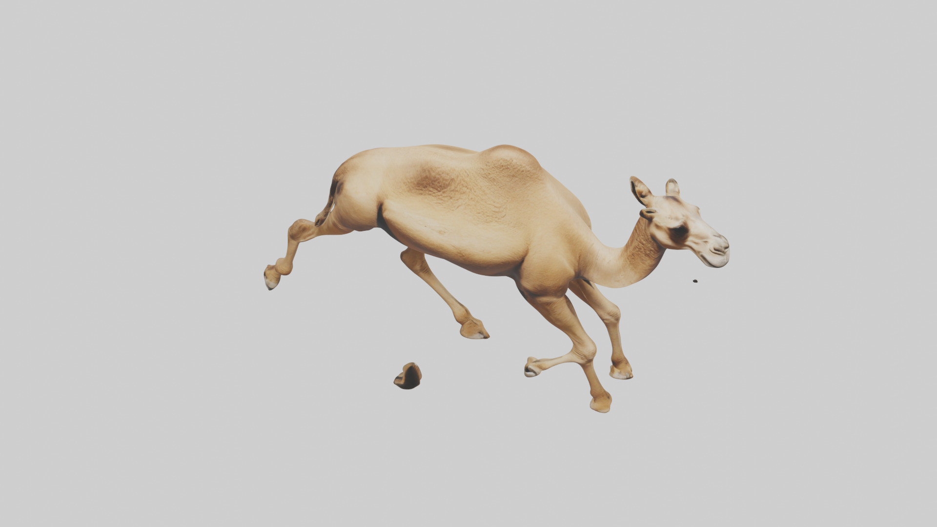 Dromedary Camel walking model Low-poly 3D model_26