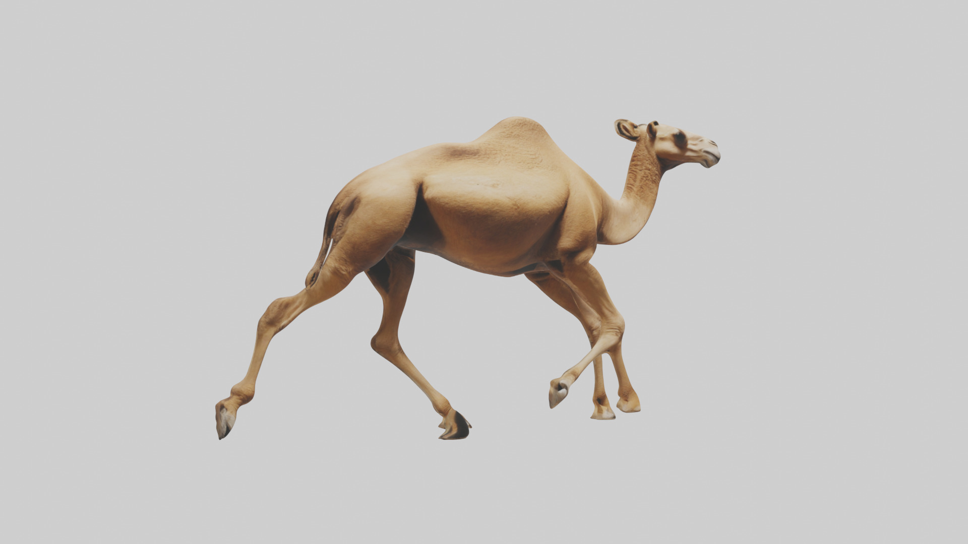 Dromedary Camel walking model Low-poly 3D model_16
