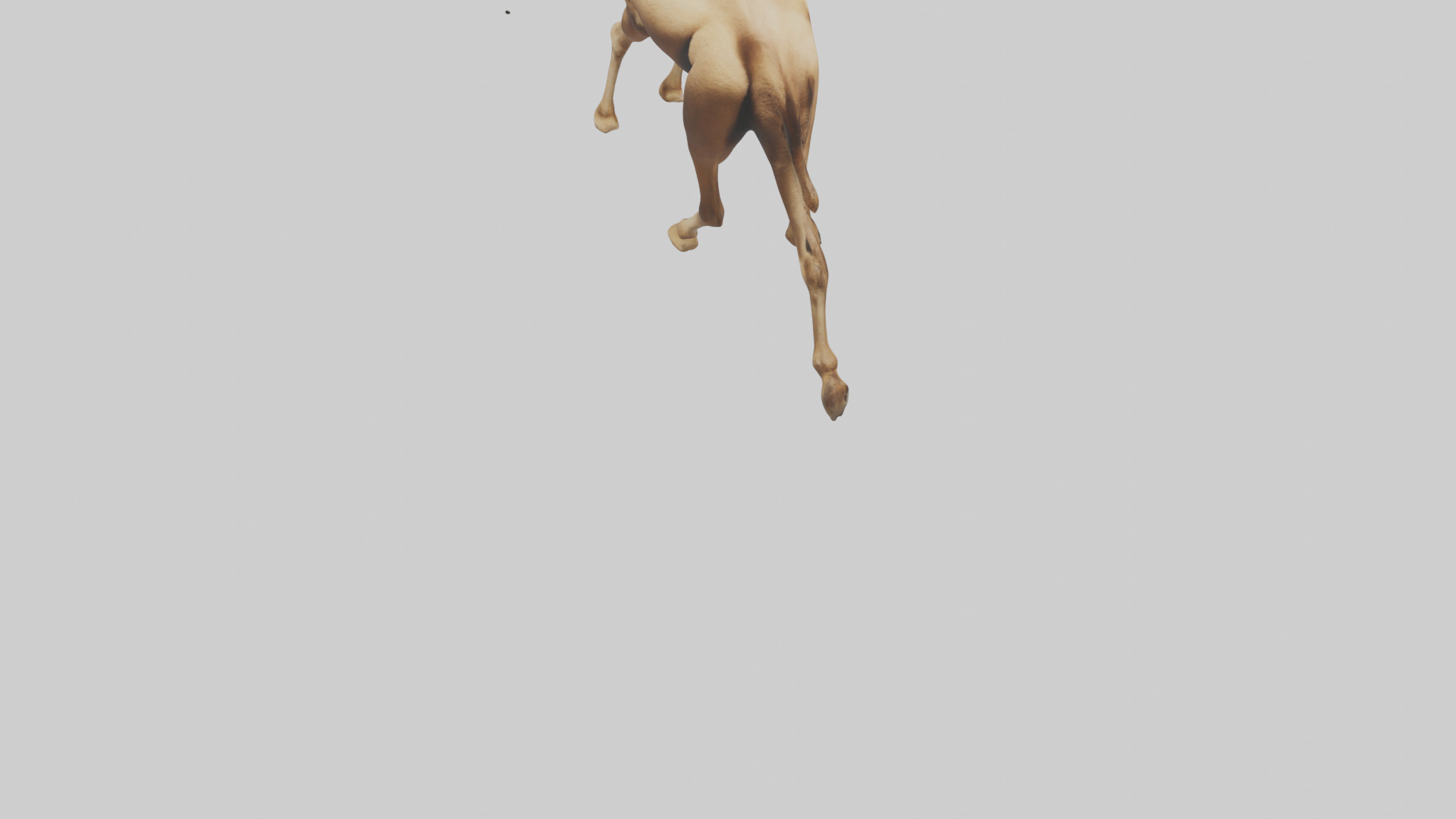 Dromedary Camel walking model Low-poly 3D model_6