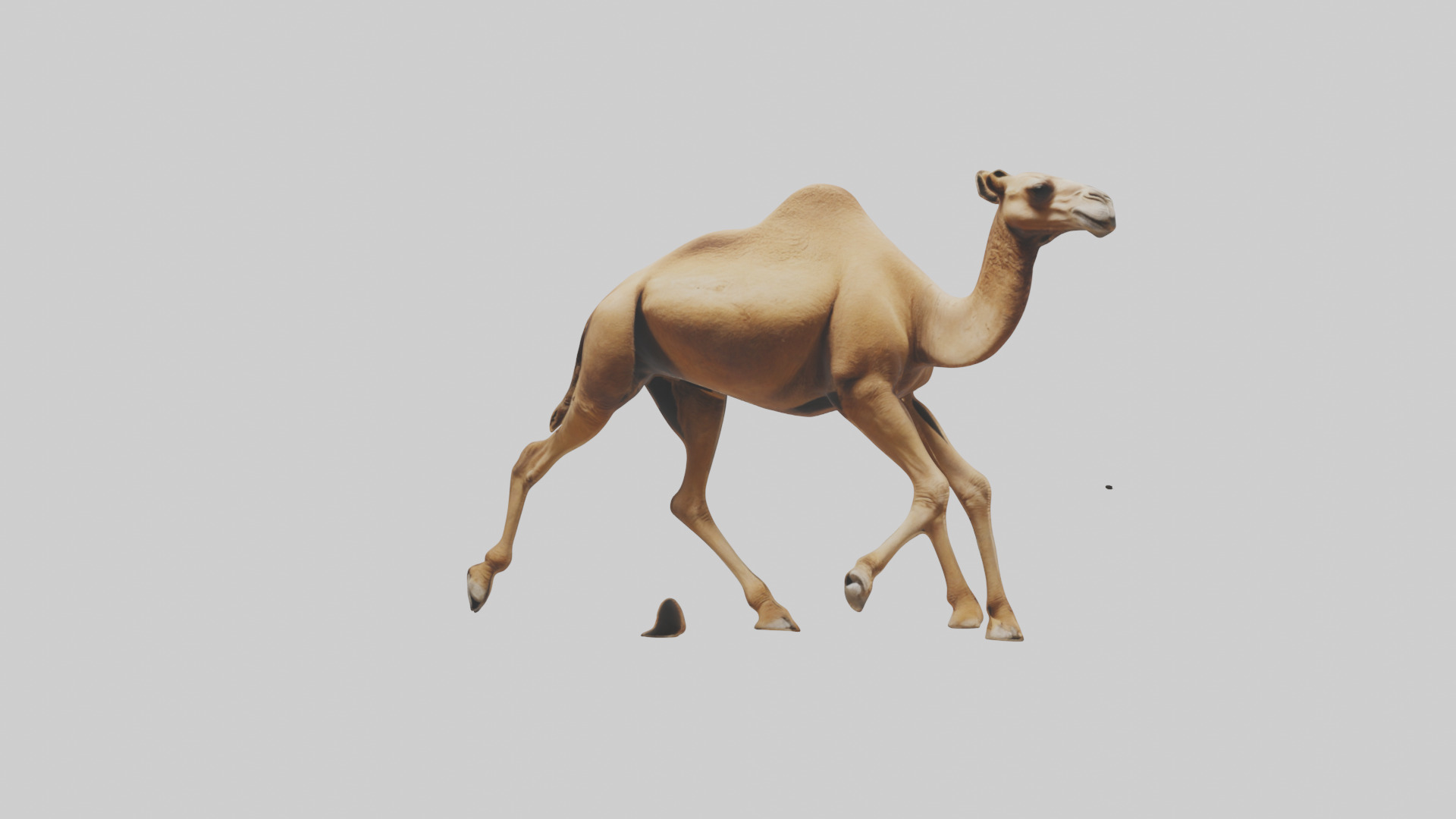 Dromedary Camel walking model Low-poly 3D model_15