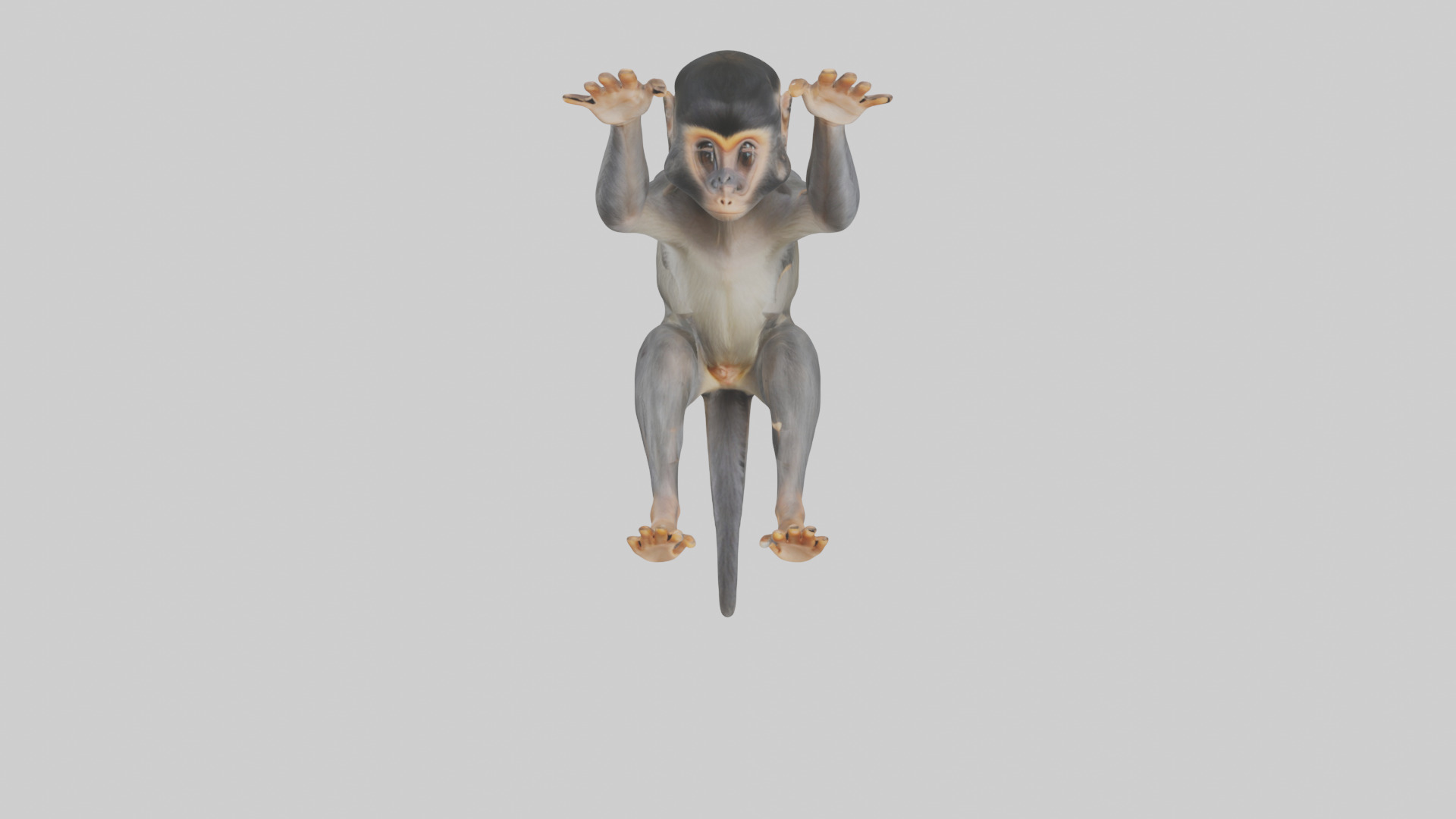 Dusky Leaf Monkey Model Low-poly 3D model_56