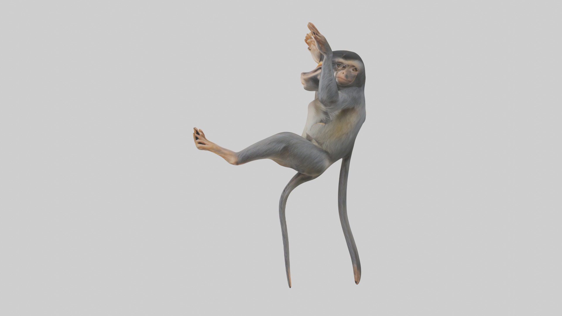 Dusky Leaf Monkey Model Low-poly 3D model_52