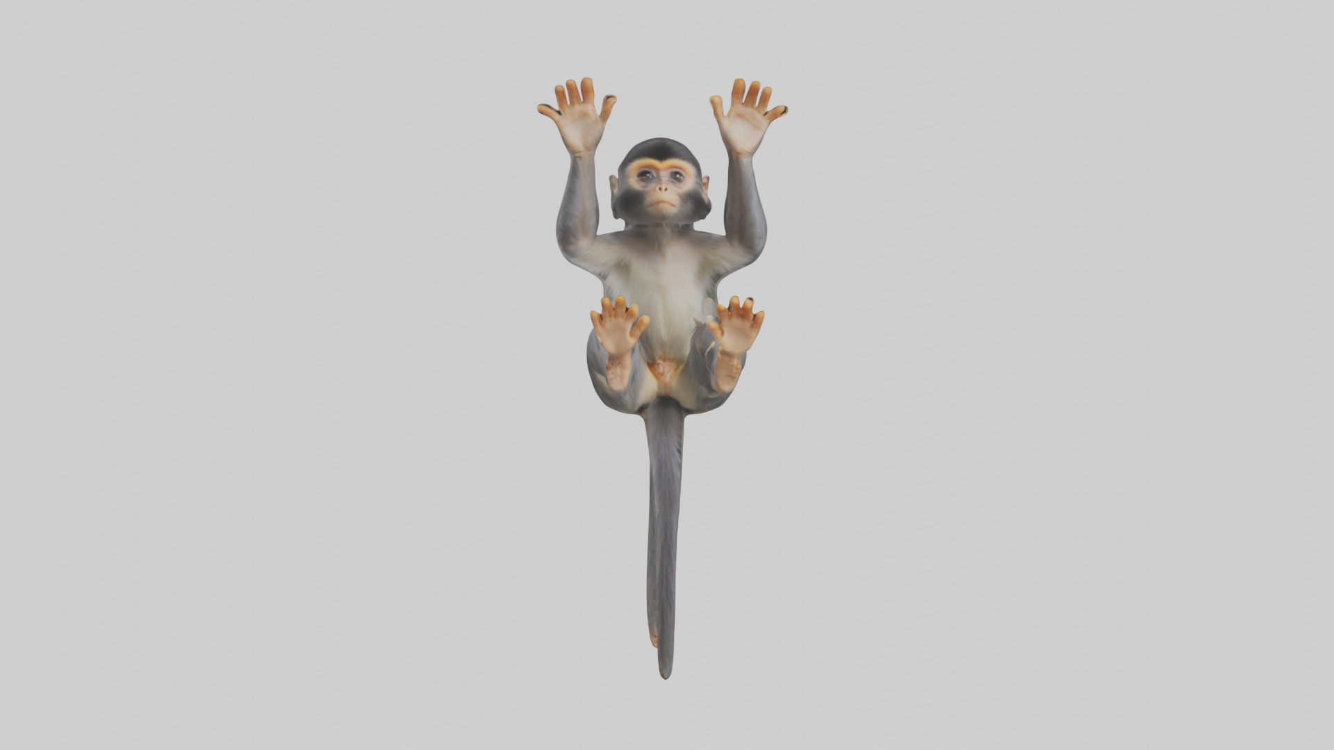 Dusky Leaf Monkey Model Low-poly 3D model_42