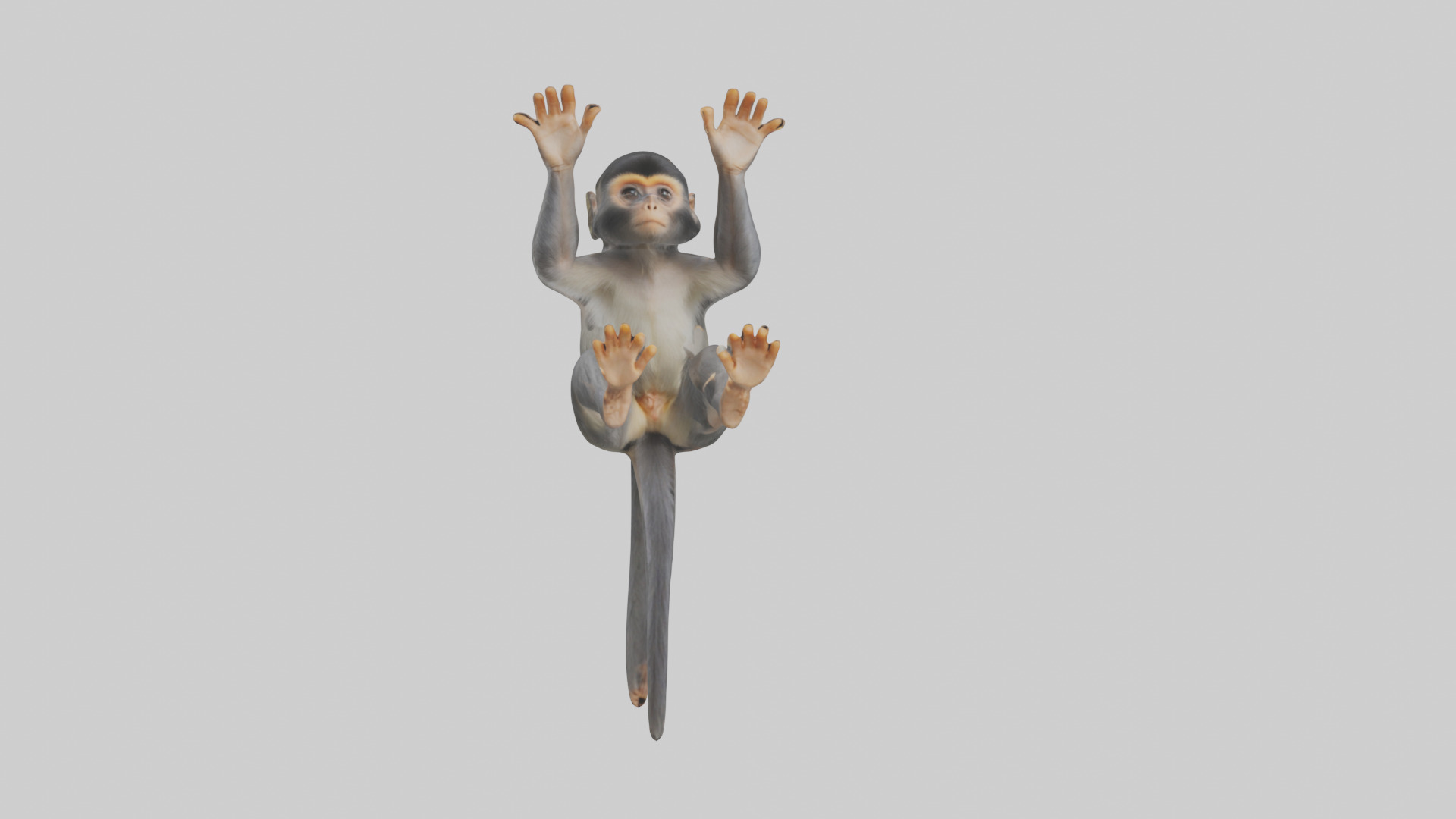 Dusky Leaf Monkey Model Low-poly 3D model_45