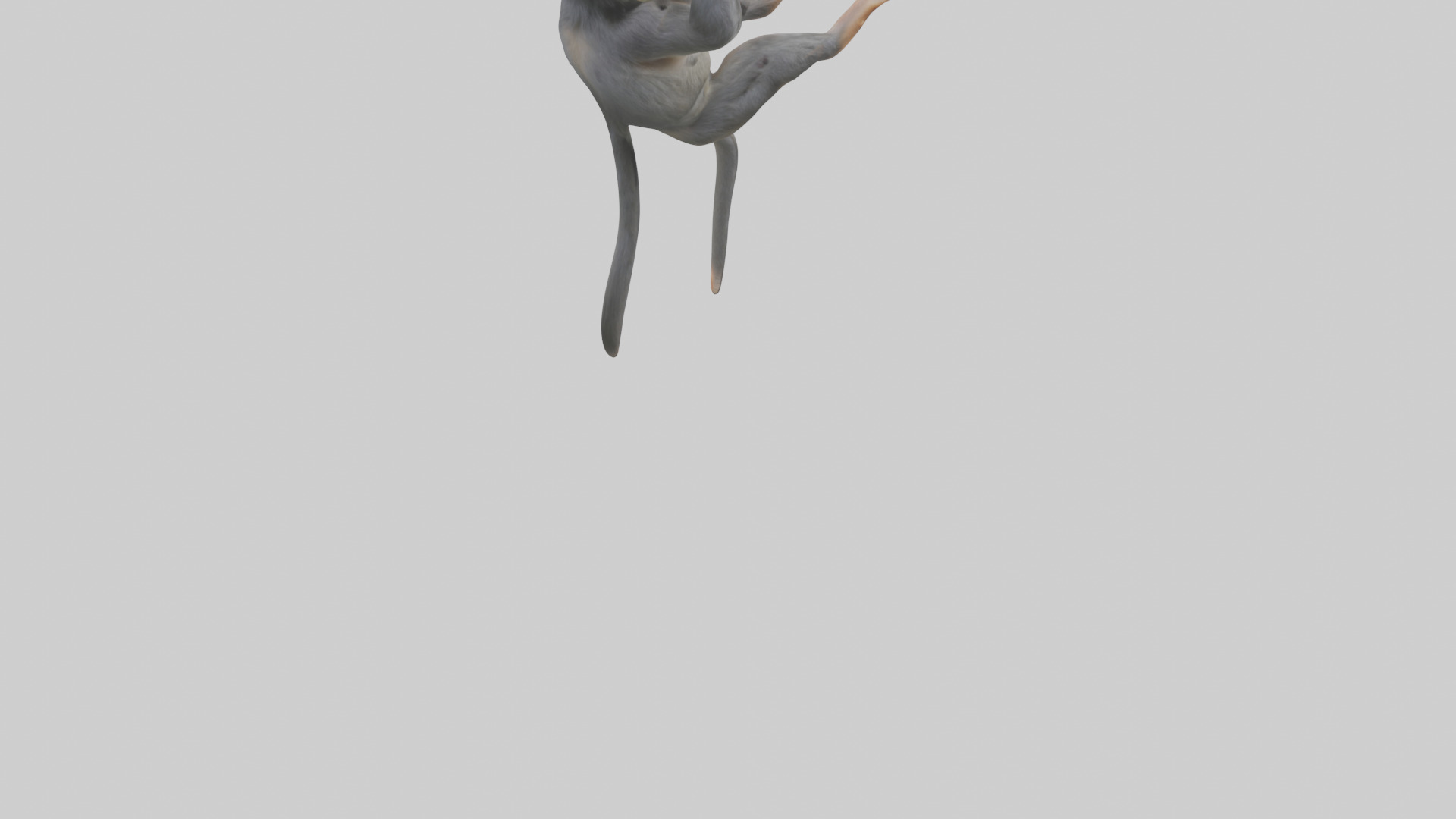 Dusky Leaf Monkey Model Low-poly 3D model_4