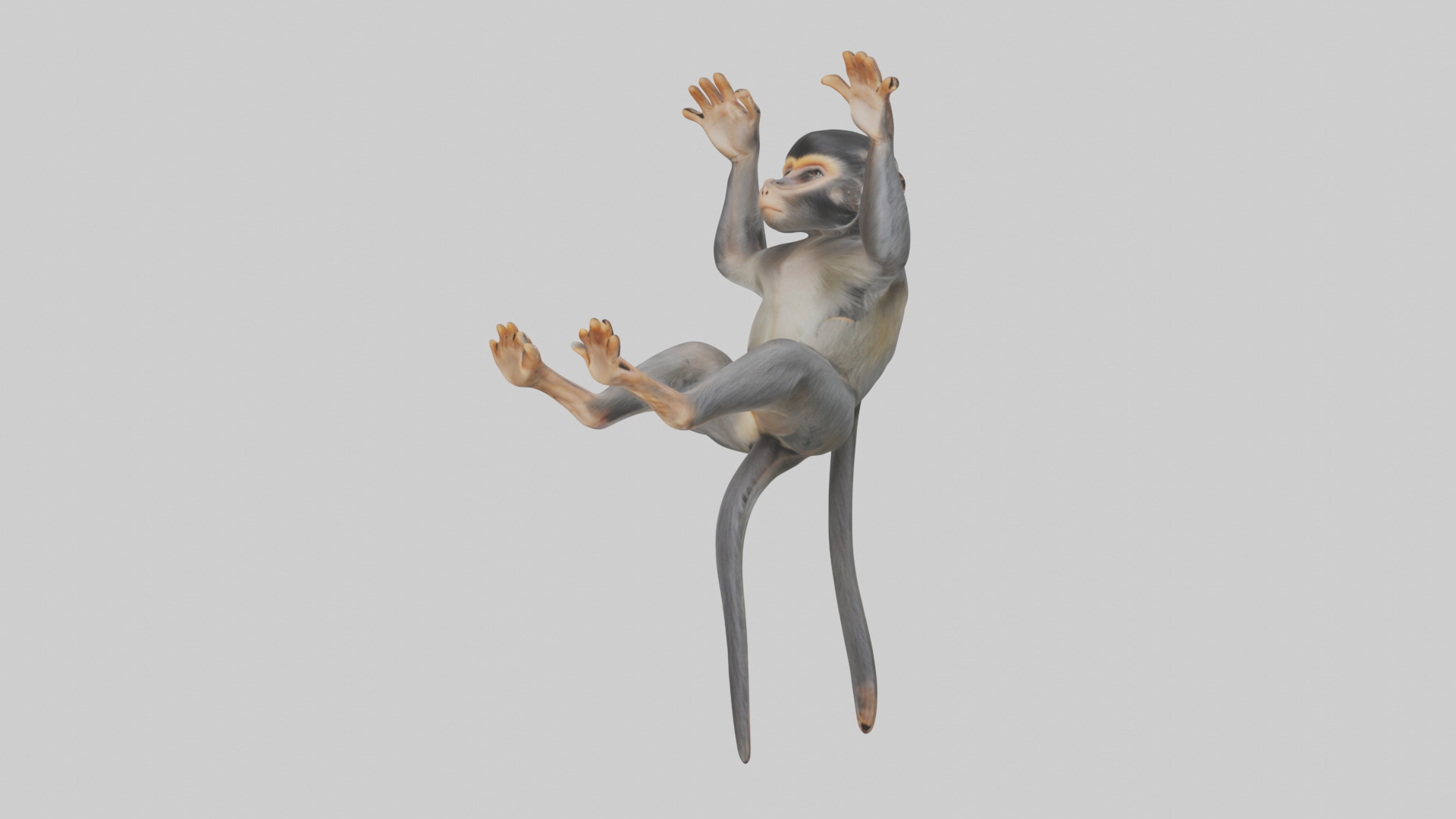 Dusky Leaf Monkey Model Low-poly 3D model_14