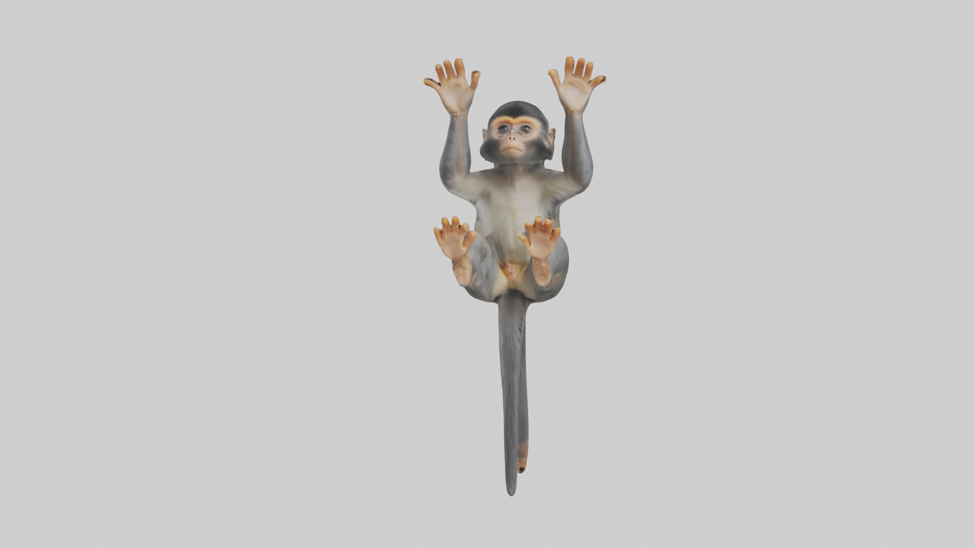 Dusky Leaf Monkey Model Low-poly 3D model_16