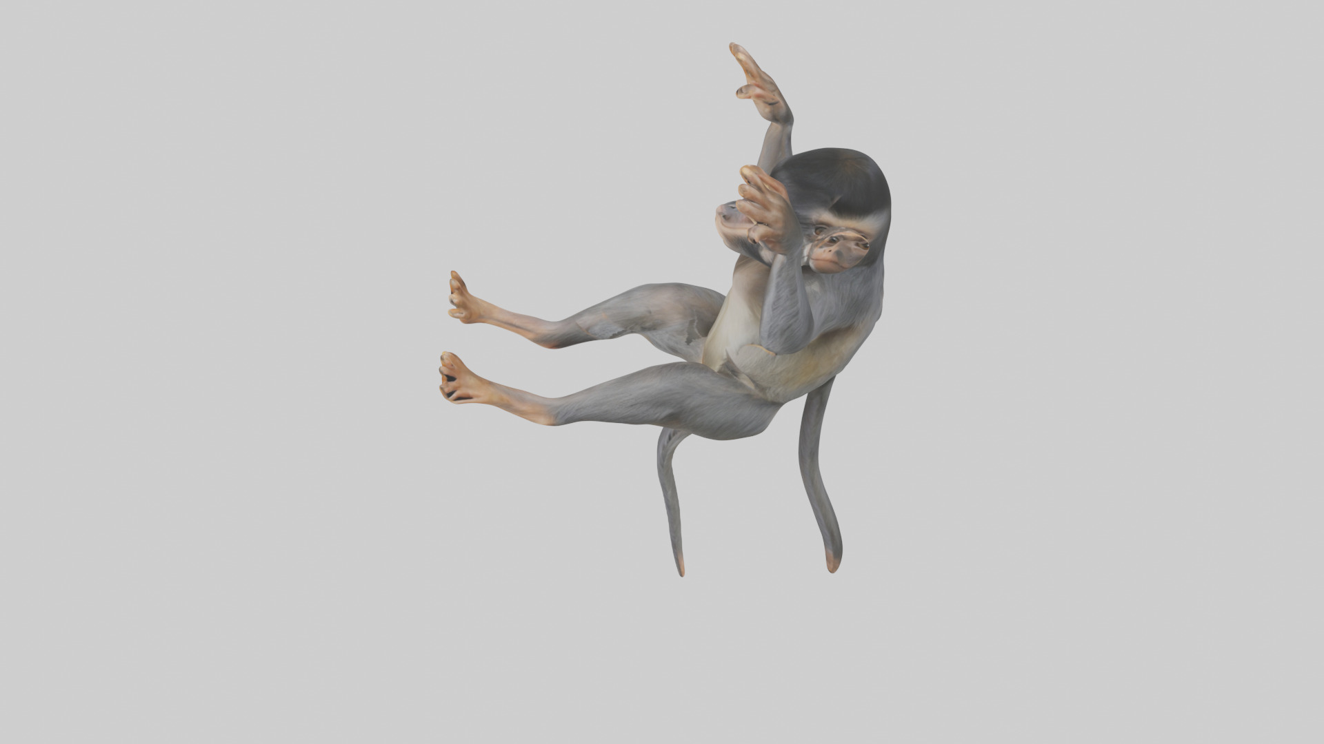 Dusky Leaf Monkey Model Low-poly 3D model_57