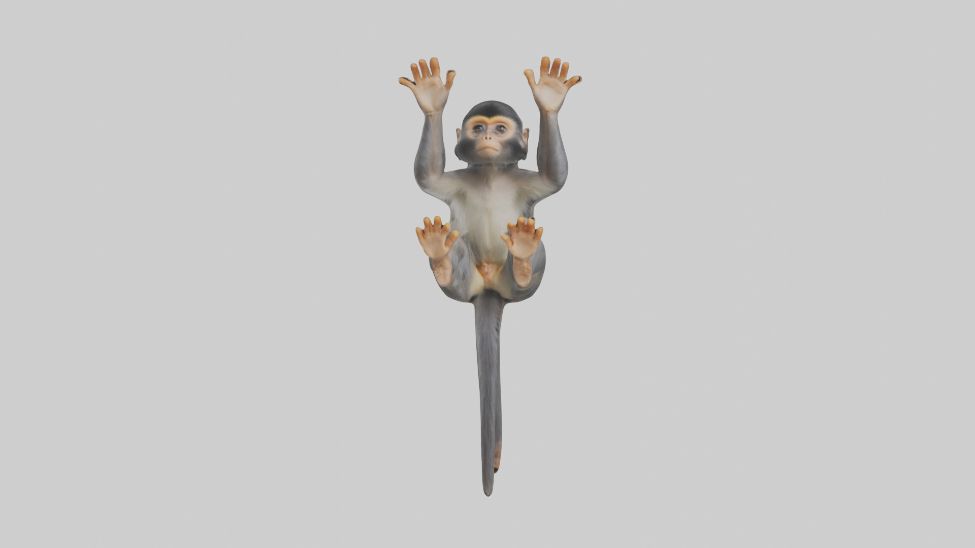 Dusky Leaf Monkey Model Low-poly 3D model_25