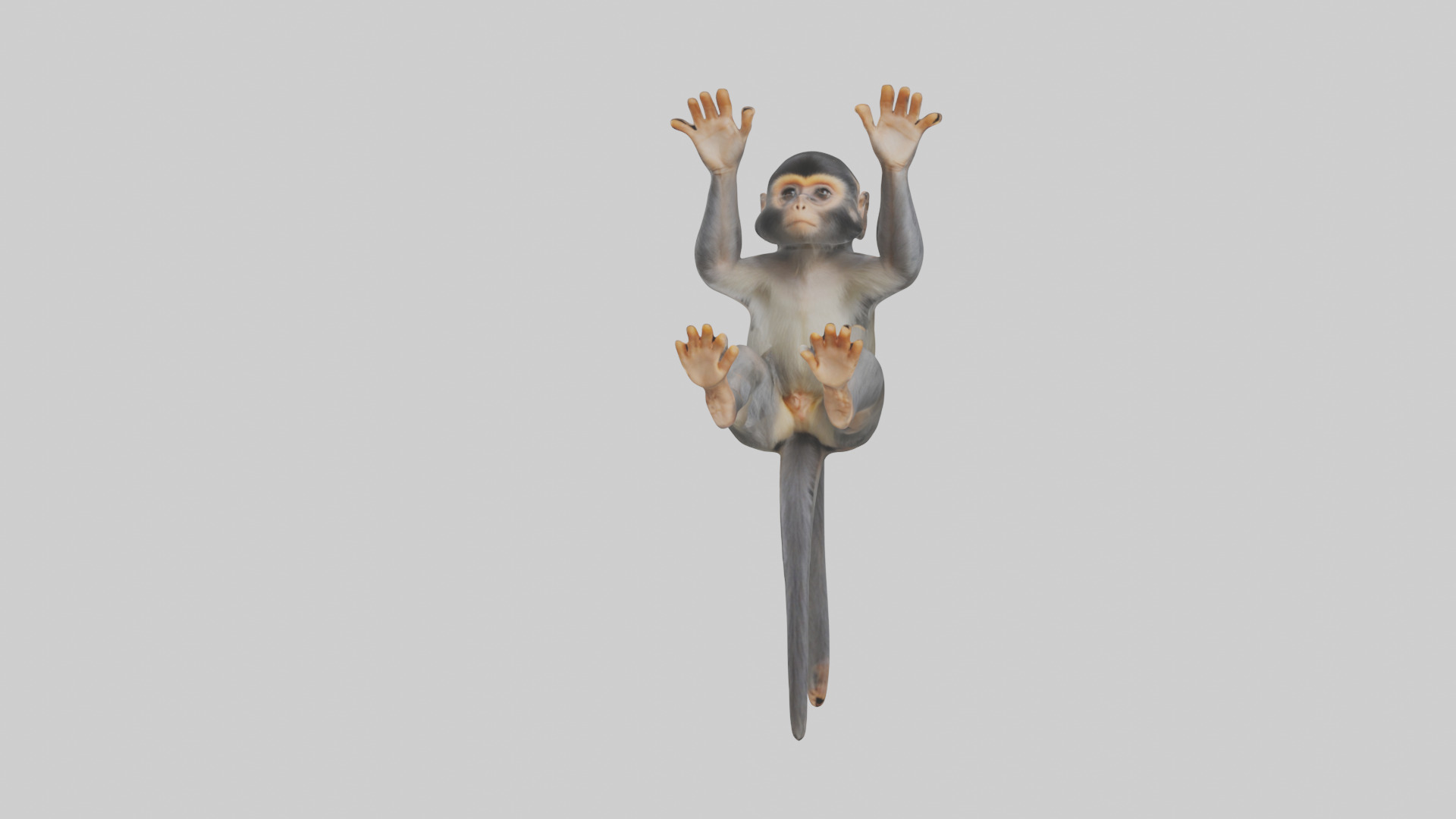 Dusky Leaf Monkey Model Low-poly 3D model_30