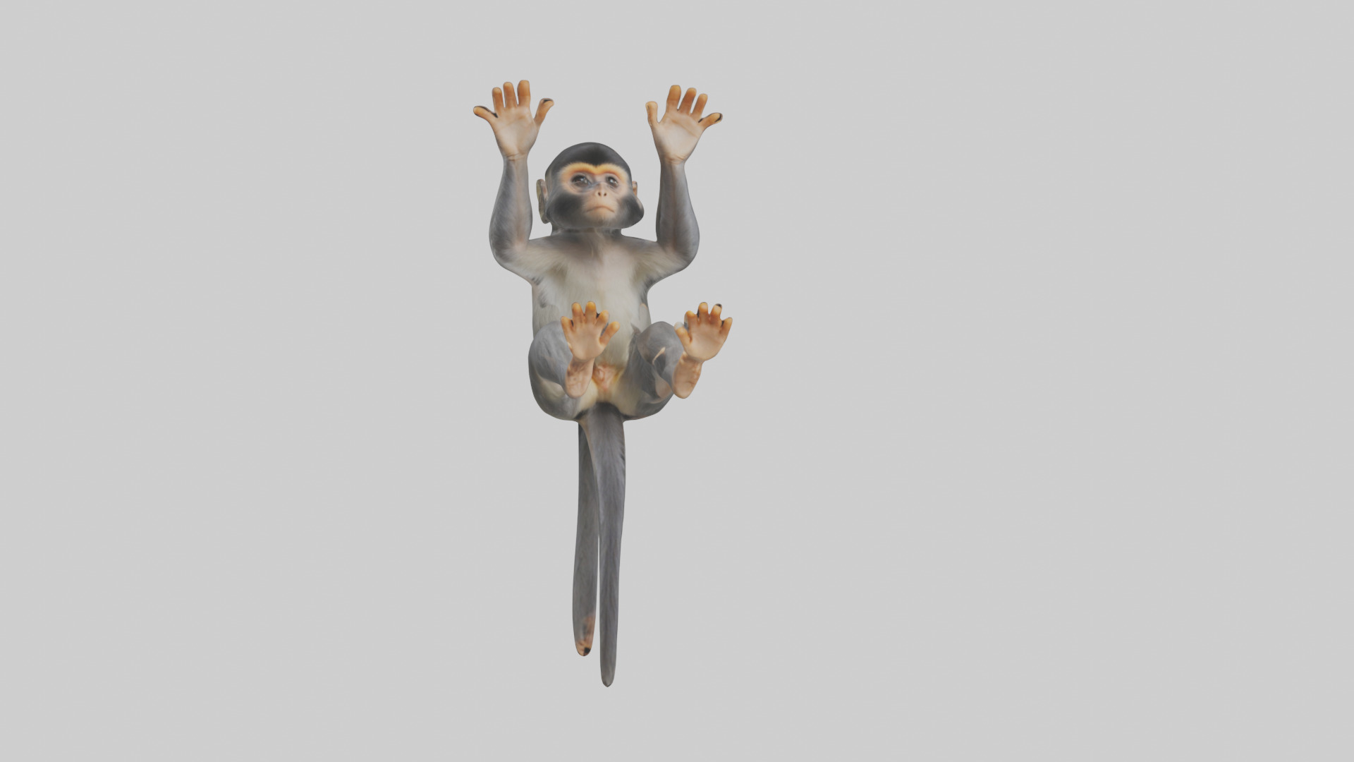 Dusky Leaf Monkey Model Low-poly 3D model_37