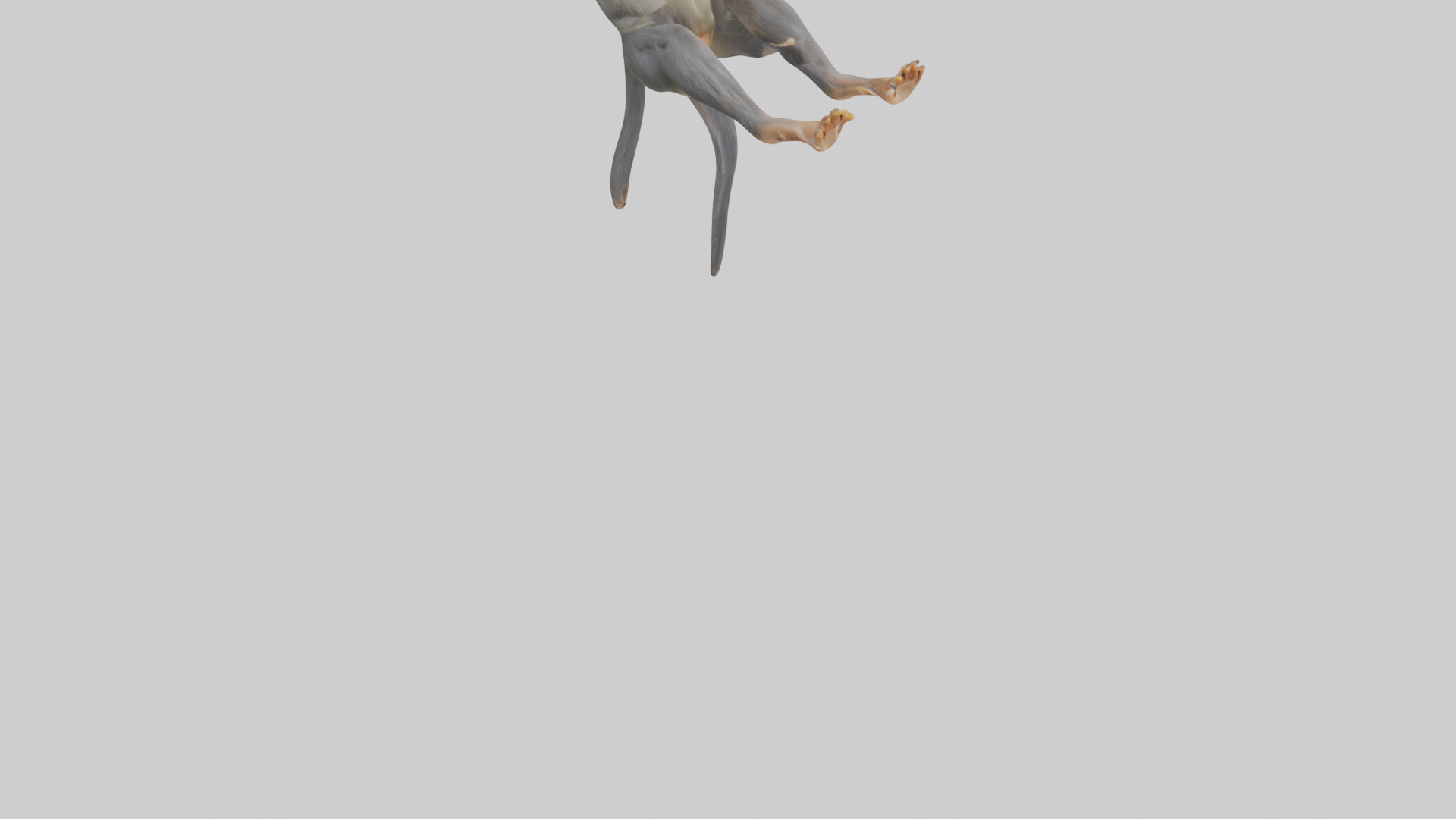 Dusky Leaf Monkey Model Low-poly 3D model_6