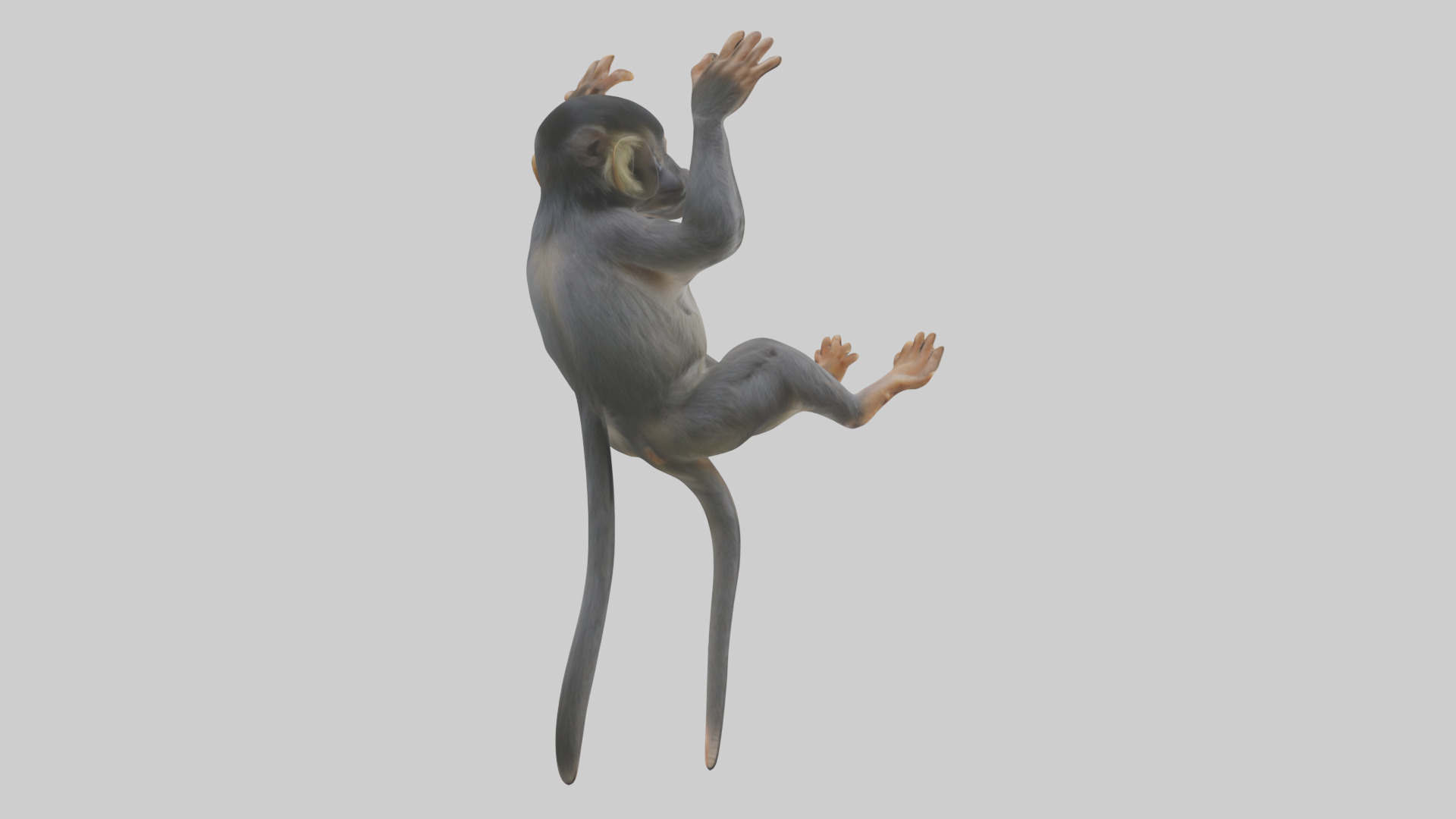Dusky Leaf Monkey Model Low-poly 3D model_2