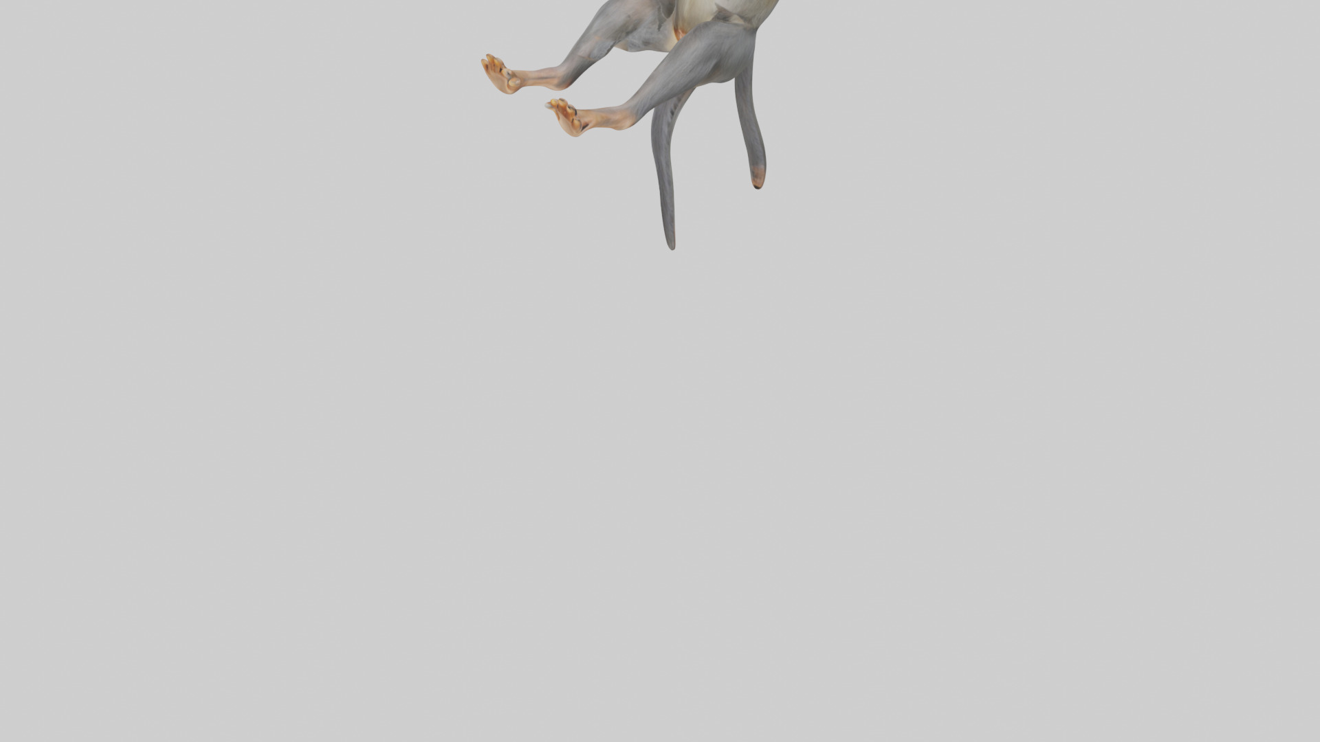 Dusky Leaf Monkey Model Low-poly 3D model_5