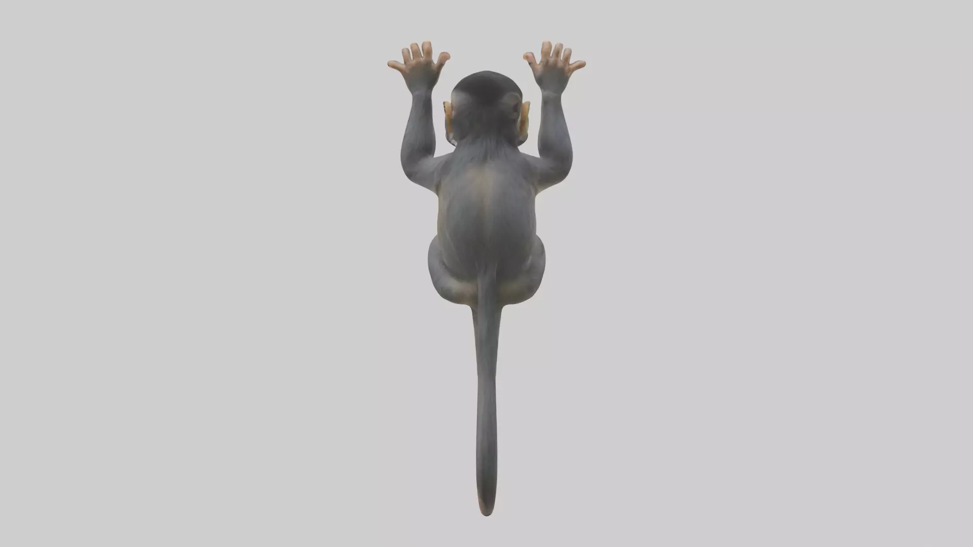 Dusky Leaf Monkey Model Low-poly 3D model_0