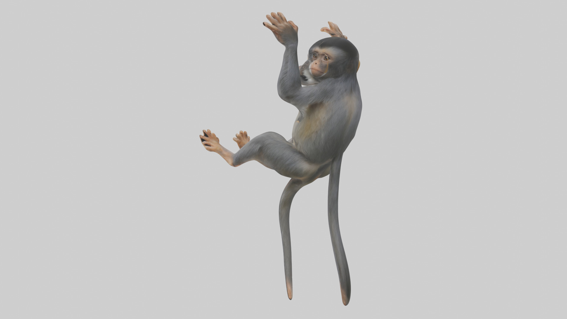 Dusky Leaf Monkey Model Low-poly 3D model_1