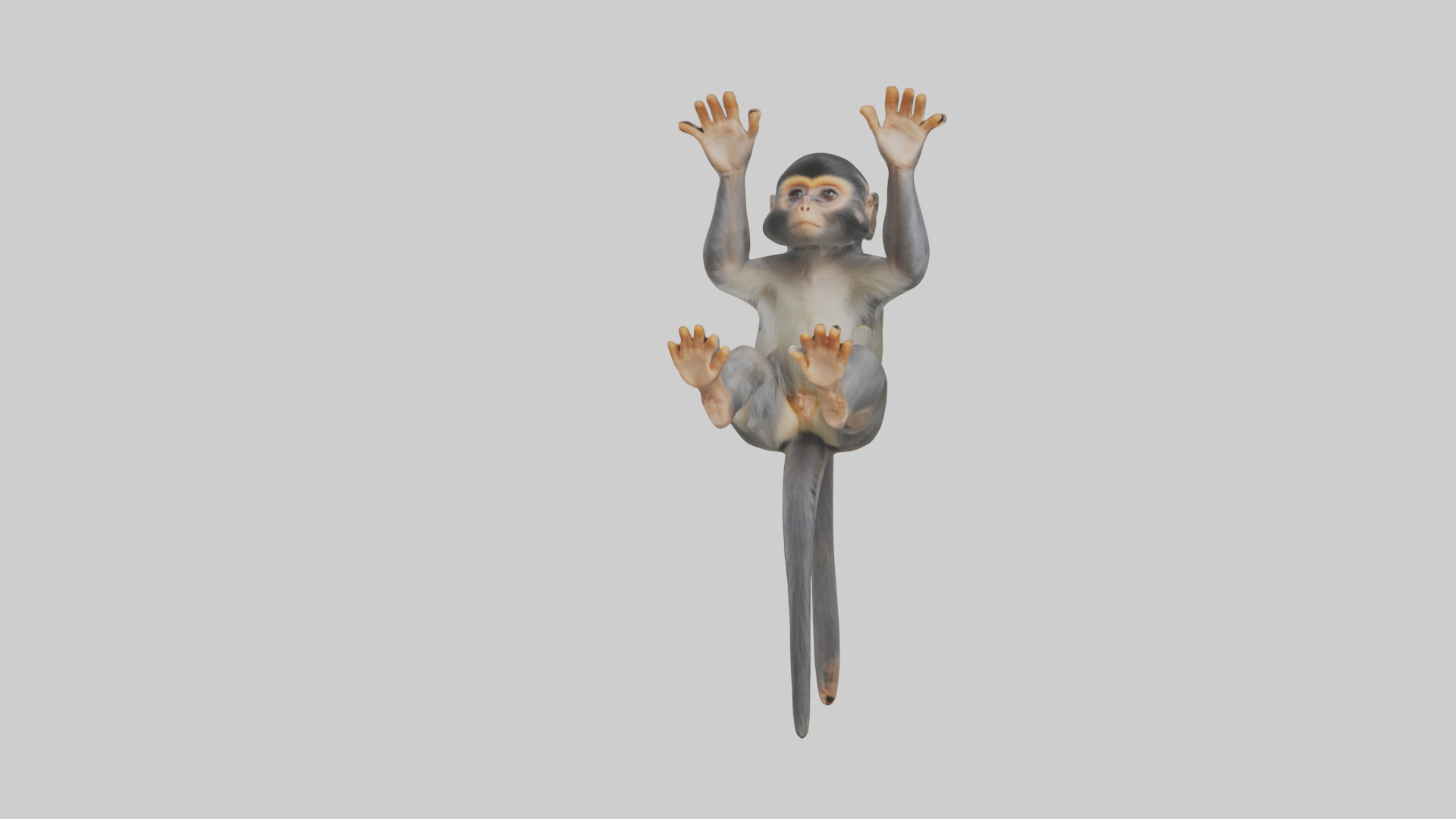 Dusky Leaf Monkey Model Low-poly 3D model_19