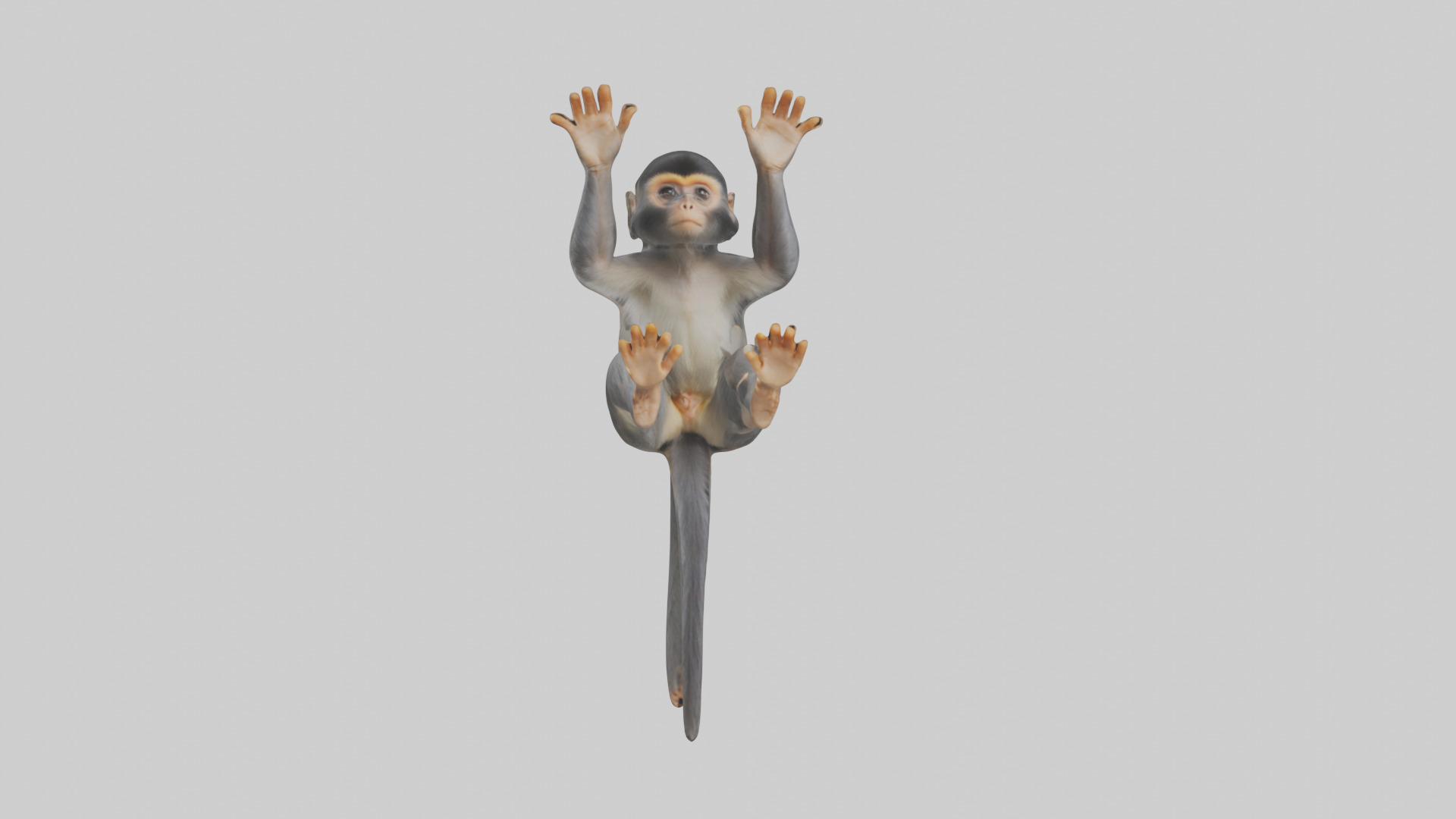 Dusky Leaf Monkey Model Low-poly 3D model_32