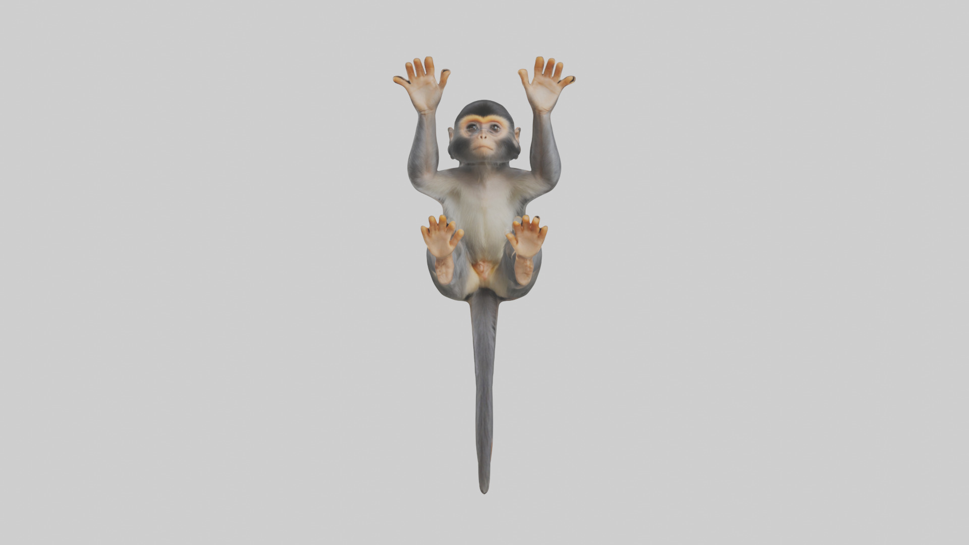Dusky Leaf Monkey Model Low-poly 3D model_10