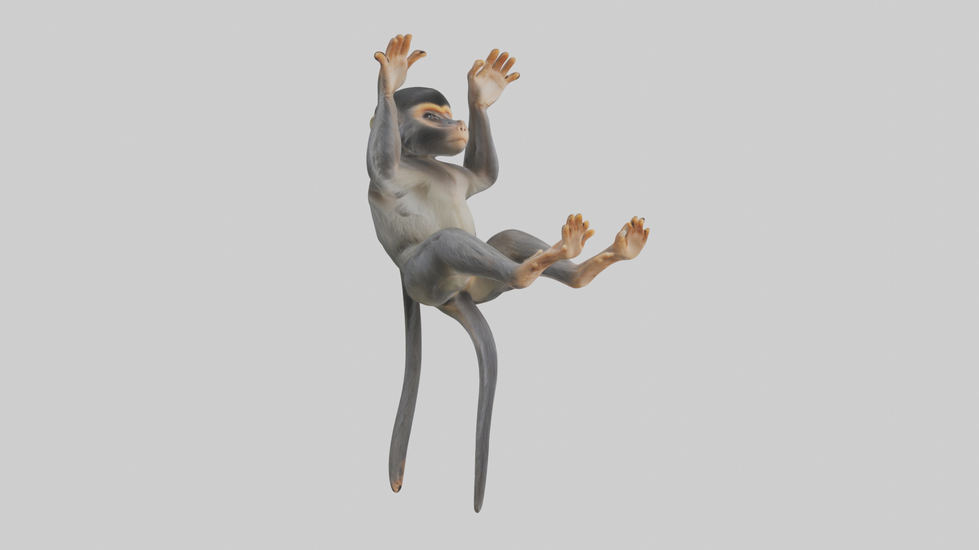 Dusky Leaf Monkey Model Low-poly 3D model_7
