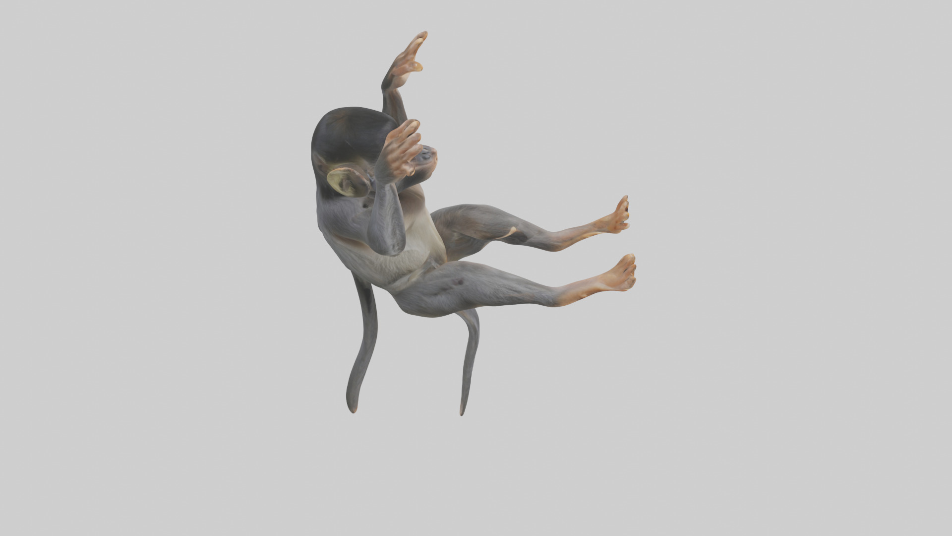 Dusky Leaf Monkey Model Low-poly 3D model_58